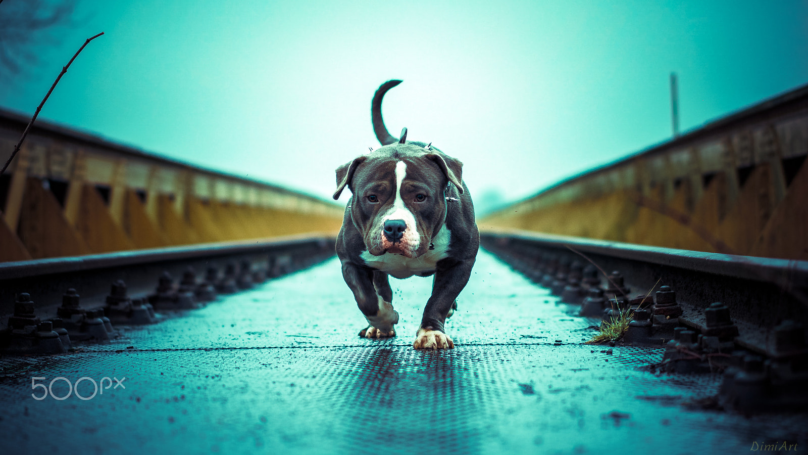 Sony a6000 + Sony Sonnar T* FE 55mm F1.8 ZA sample photo. Dog photography