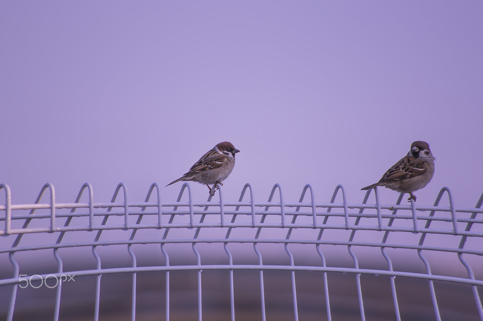 smc PENTAX-DA L 55-300mm F4-5.8 ED sample photo. "見つめ合う二人(^_-) "two to gaze at each other (^_-) photography