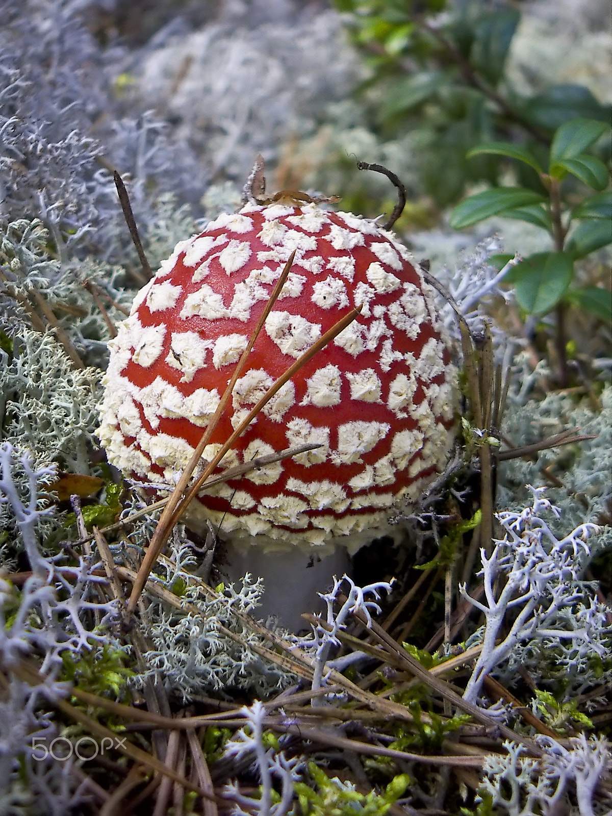 KONICA MINOLTA DiMAGE X31 sample photo. Red fly agaric photography