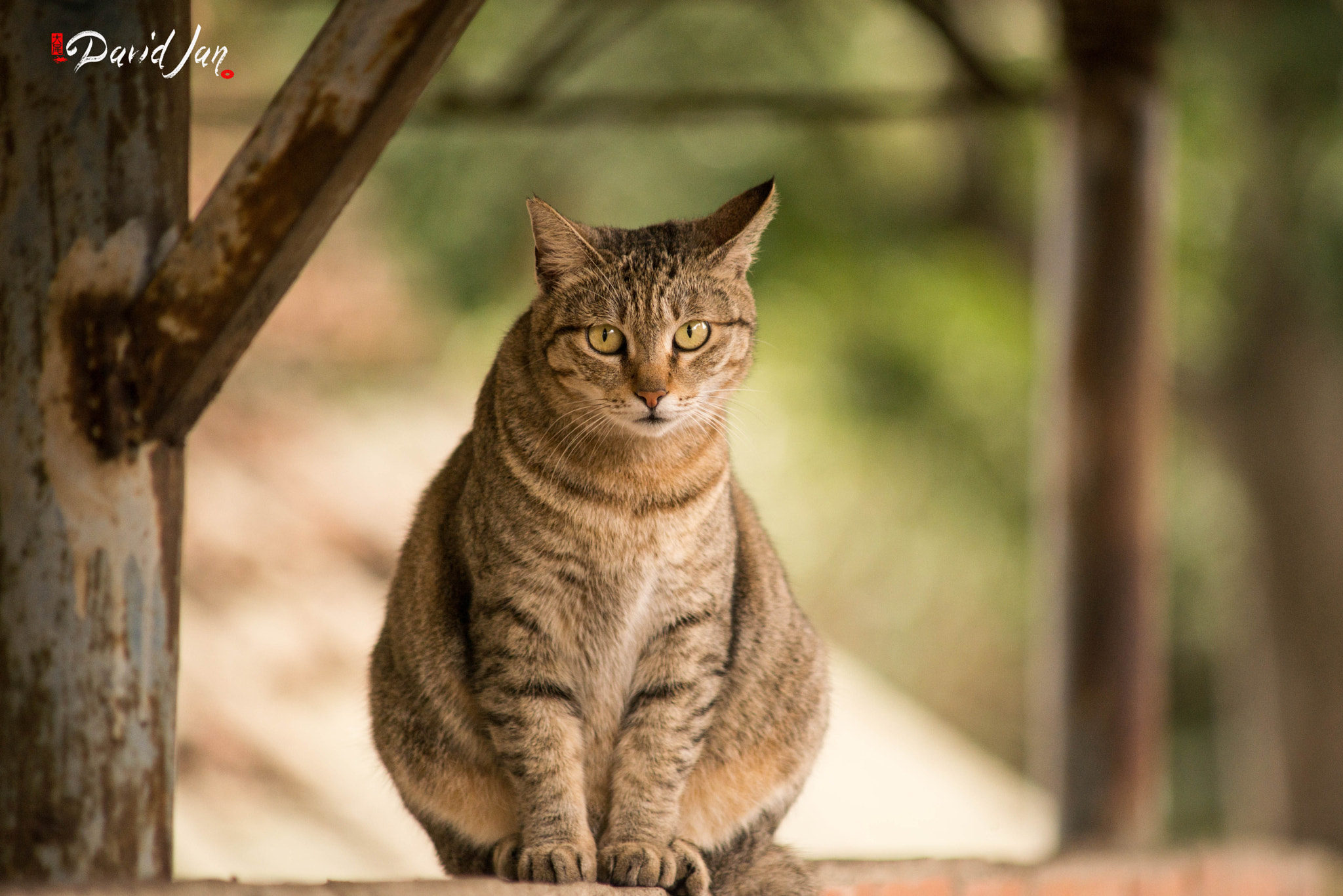 Nikon D610 + AF Zoom-Nikkor 70-210mm f/4 sample photo. Dsc_1962.jpg photography