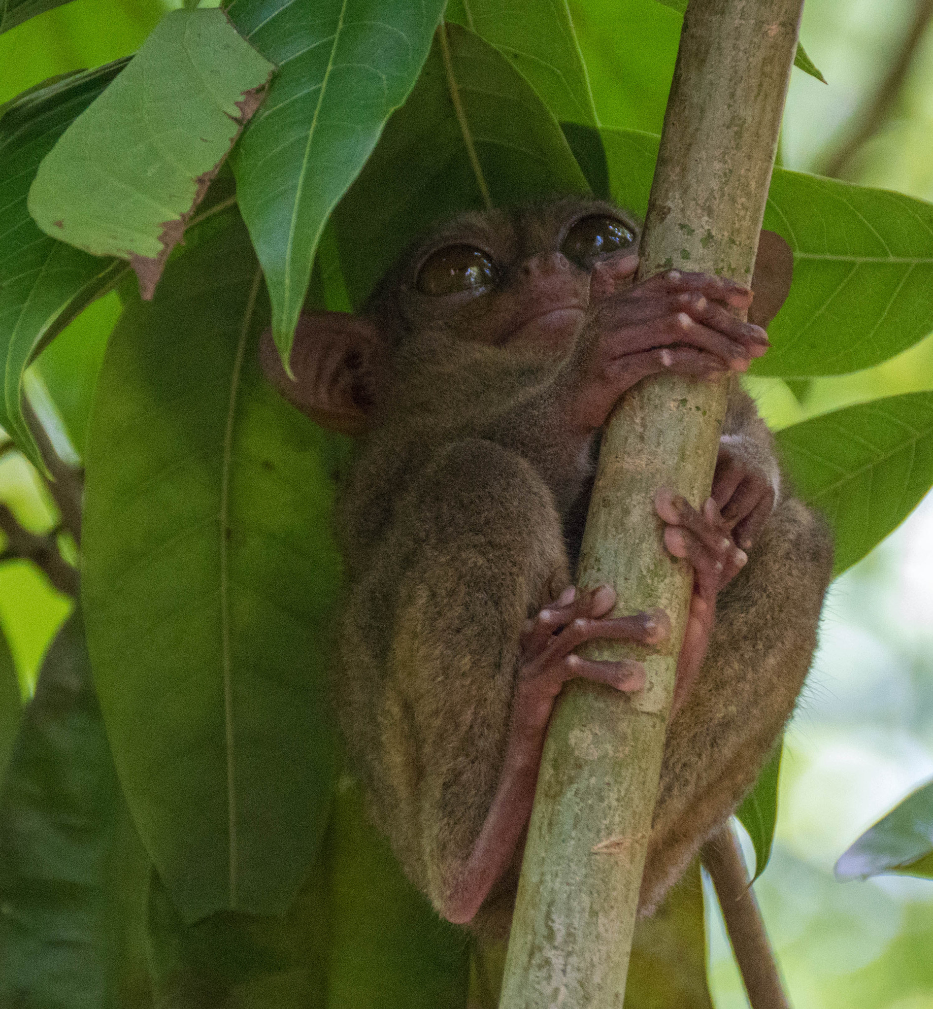 Sony DT 18-250mm F3.5-6.3 sample photo. The philippine tarsier... photography