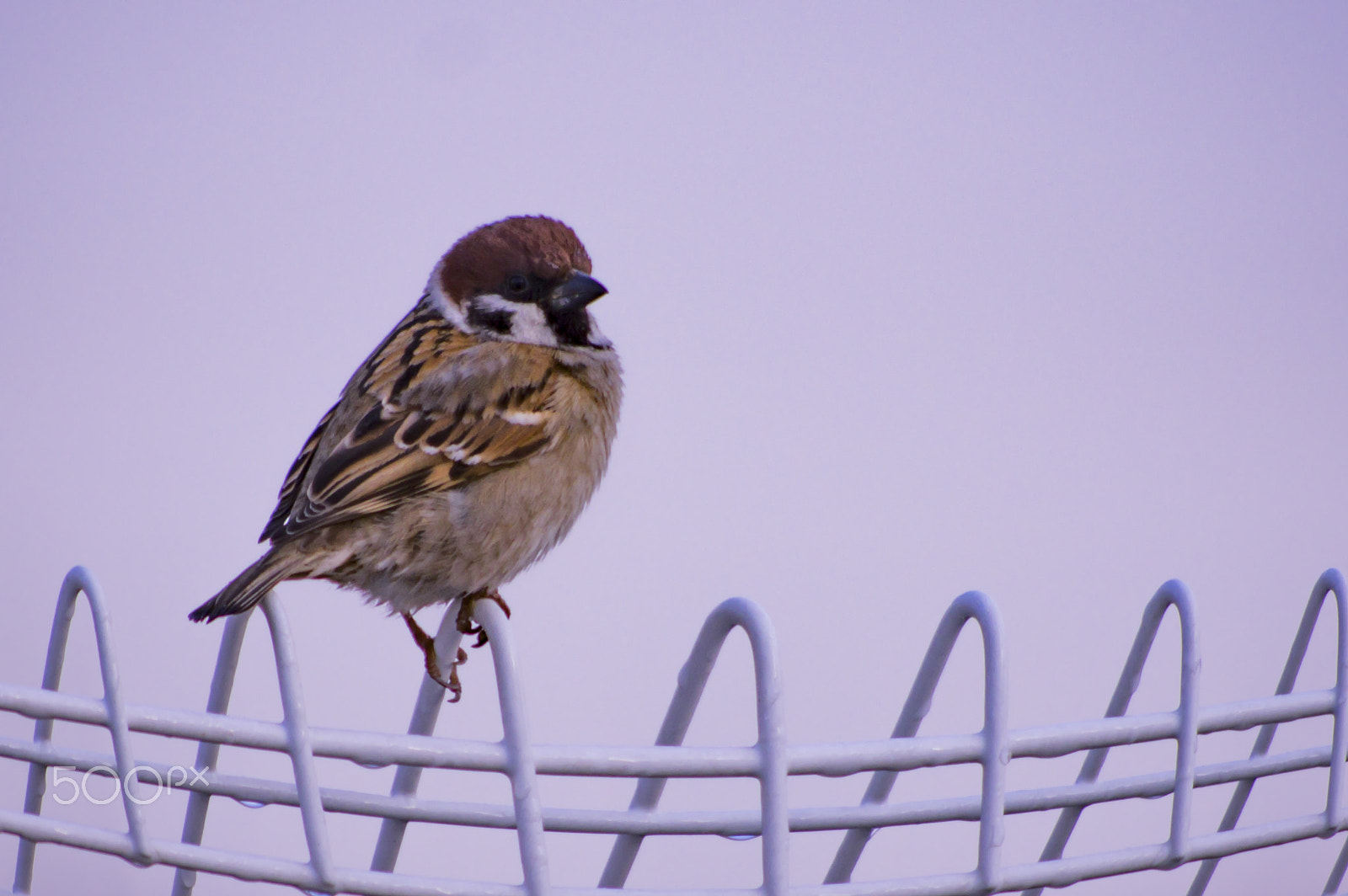 smc PENTAX-DA L 55-300mm F4-5.8 ED sample photo. "一人ぼっち(-_-;) " alone (-_-;) photography