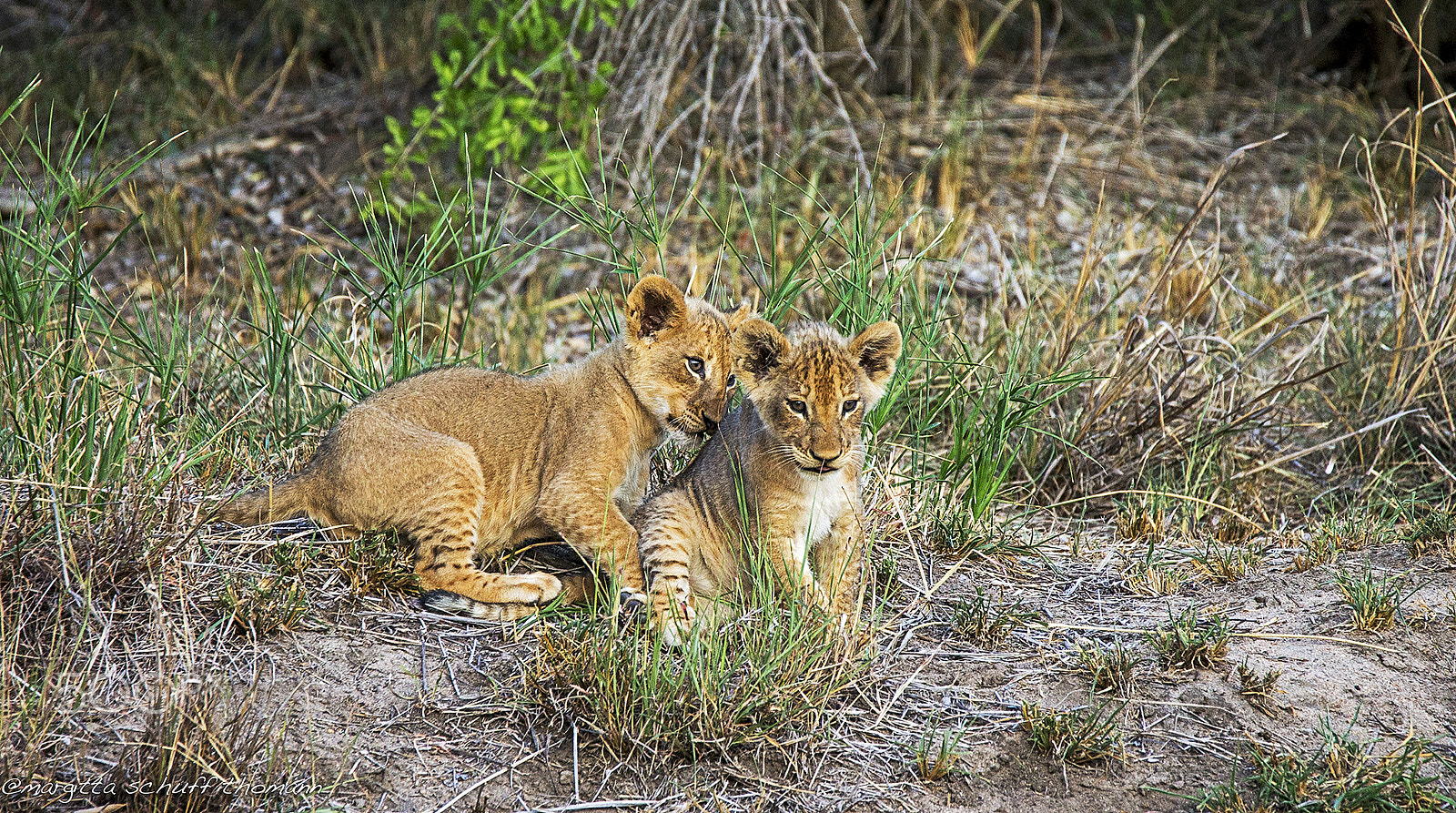 Tamron SP 150-600mm F5-6.3 Di VC USD sample photo. Baby lions.. photography