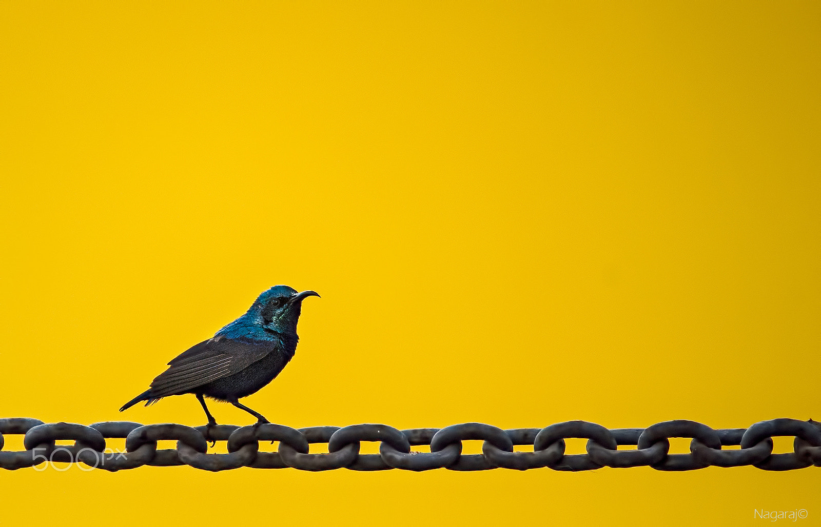 Nikon Nikkor AF-S 300mm F4E PF ED VR sample photo. On a solid perch :) photography