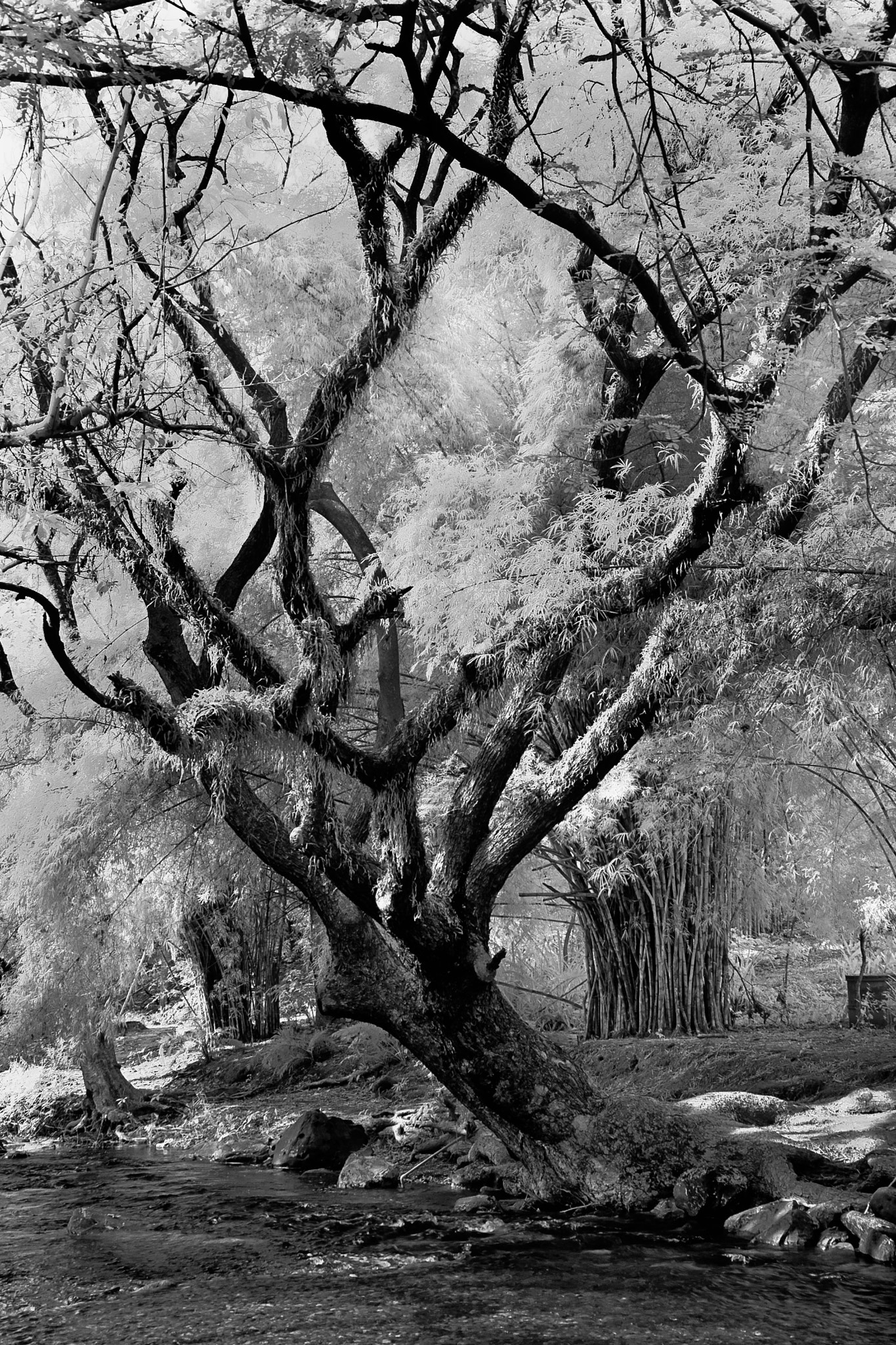Nikon D70s sample photo. Tree monochrome infrared photography