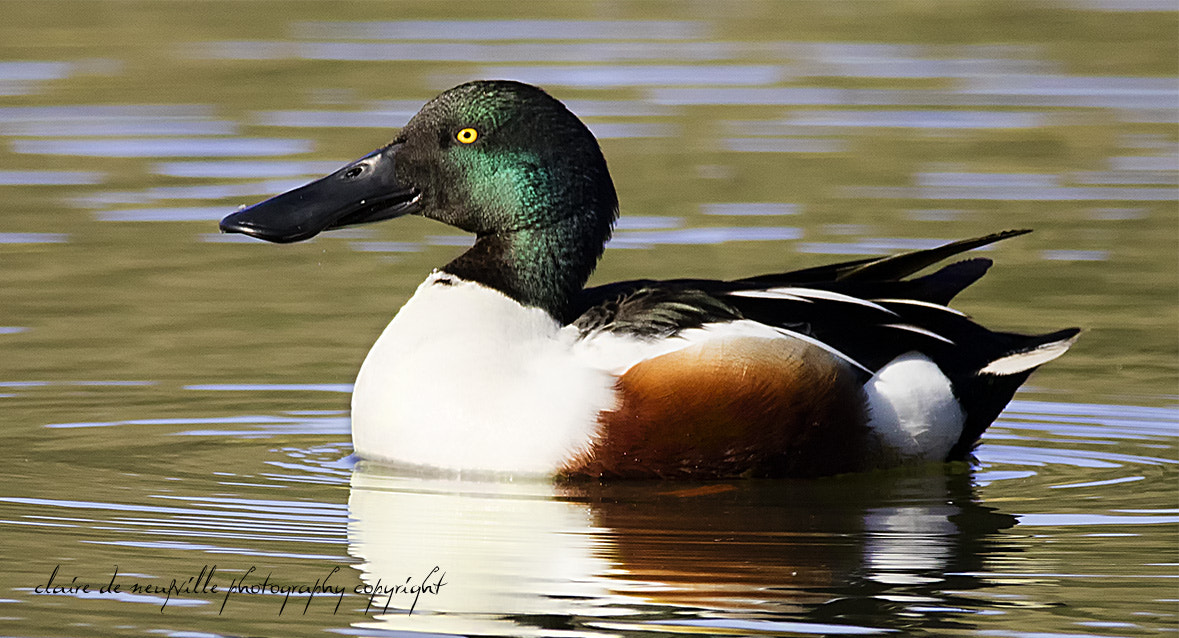Sigma 150-600mm F5-6.3 DG OS HSM | C sample photo. Le souchet photography