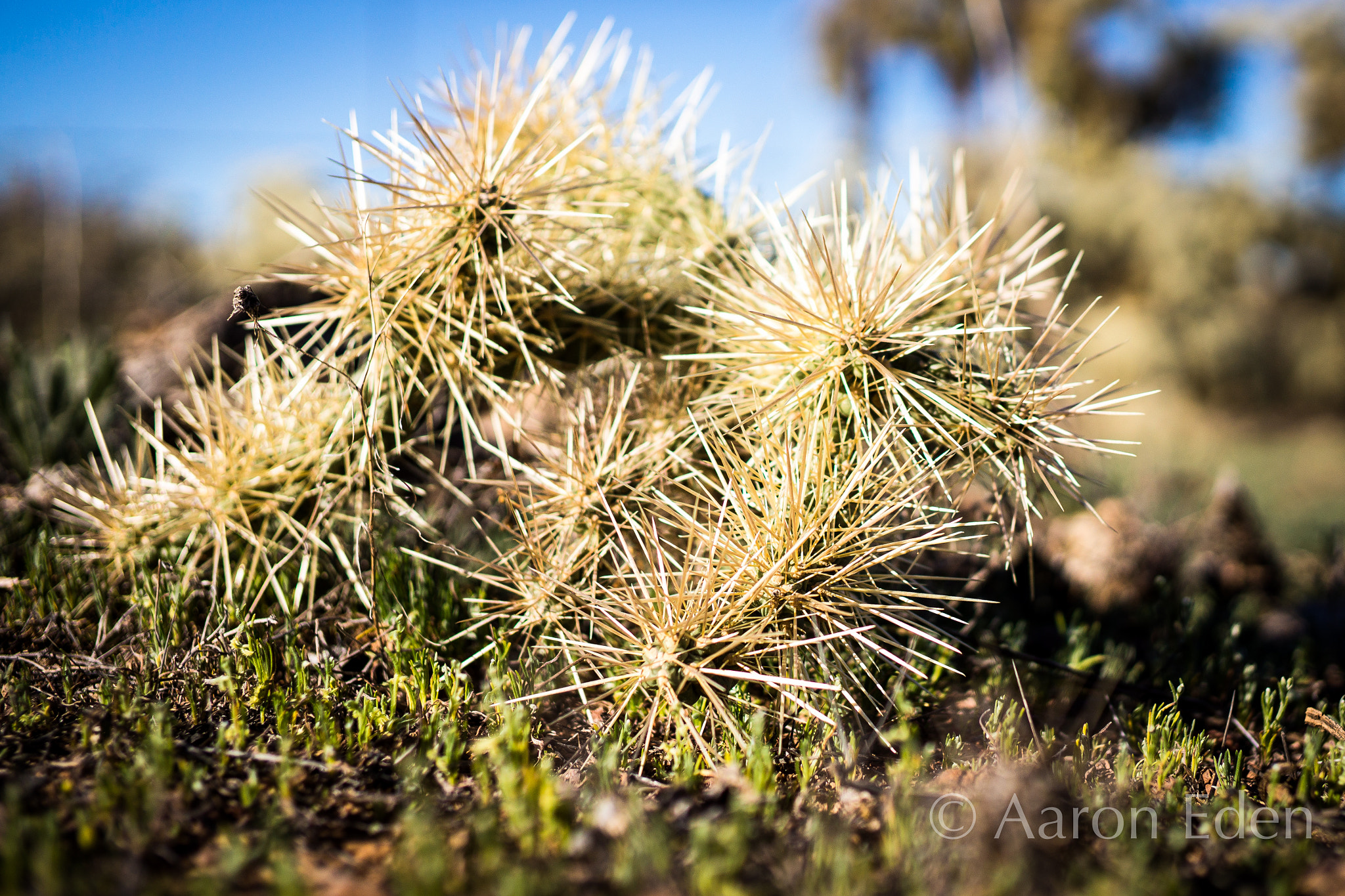 Sony Alpha NEX-7 + E 32mm F1.8 sample photo. Beauty amongst the thorns photography