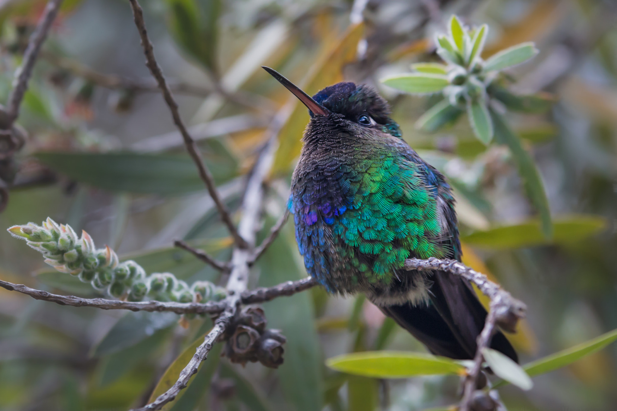 Sigma 70-200mm F2.8 EX DG OS HSM sample photo. Colibri du costa rica photography