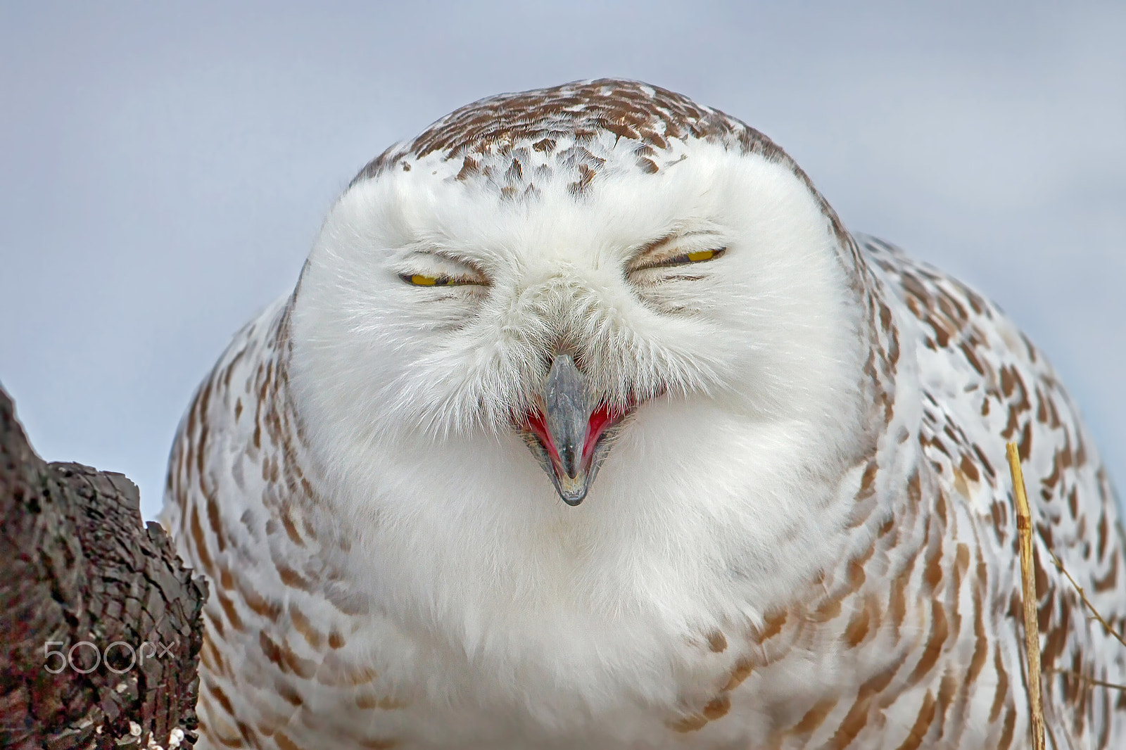 Canon EF 300mm F2.8L IS II USM sample photo. Smiling snowy owl photography