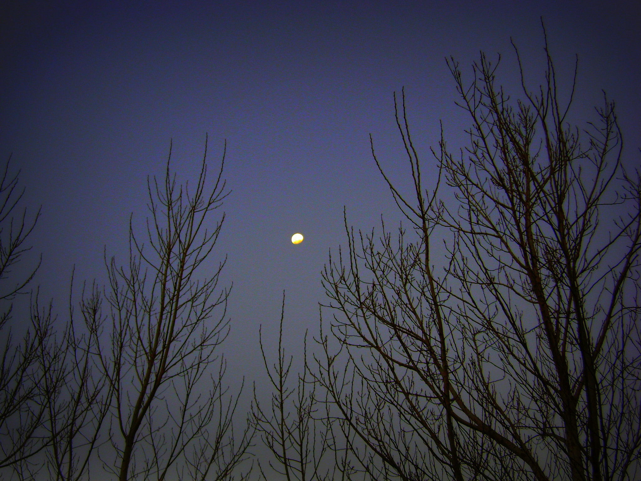 Sony DSC-S730 sample photo. Winter moon photography