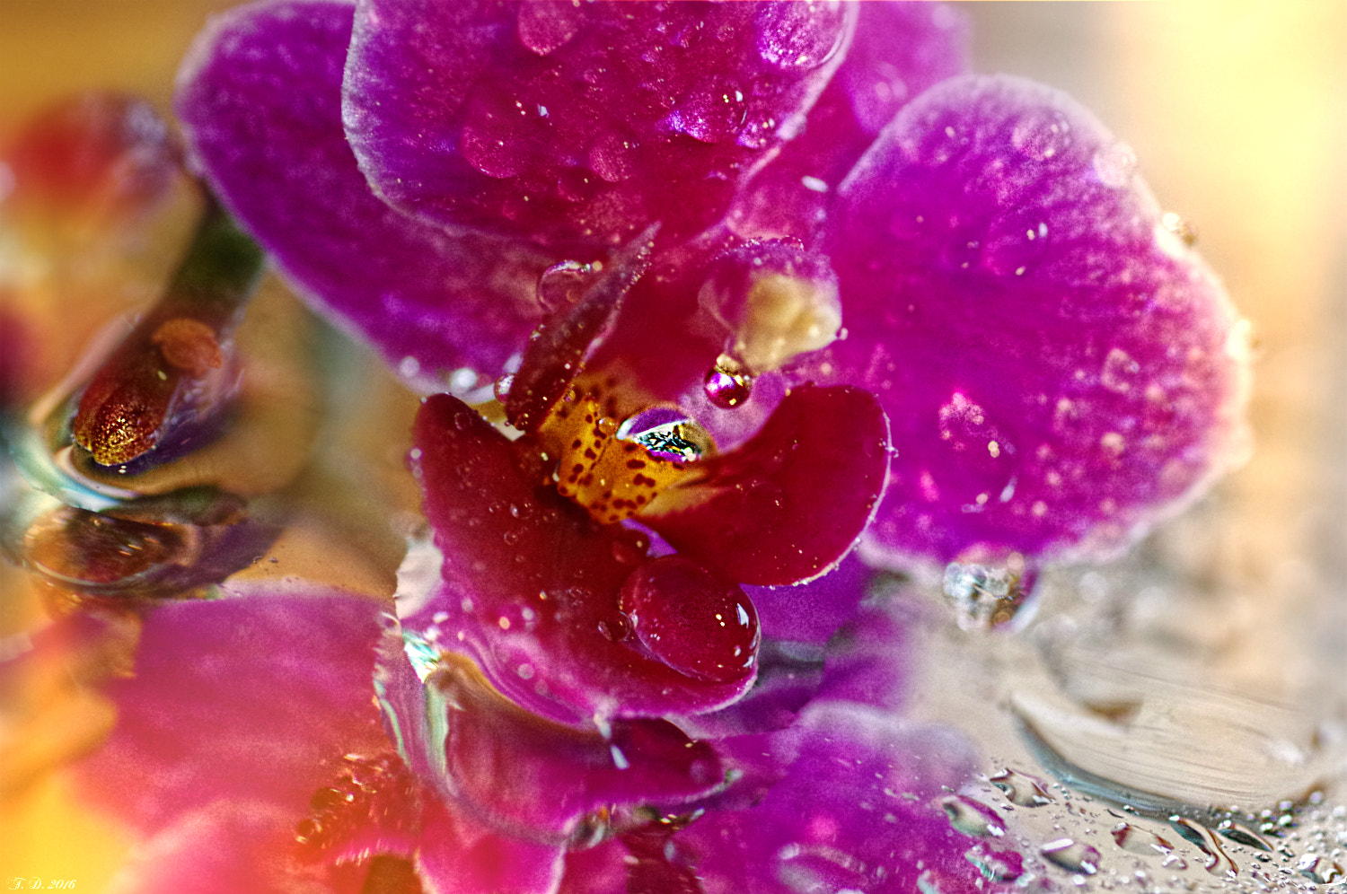 Pentax smc D-FA 100mm F2.8 macro sample photo. Even flowers cry.. photography