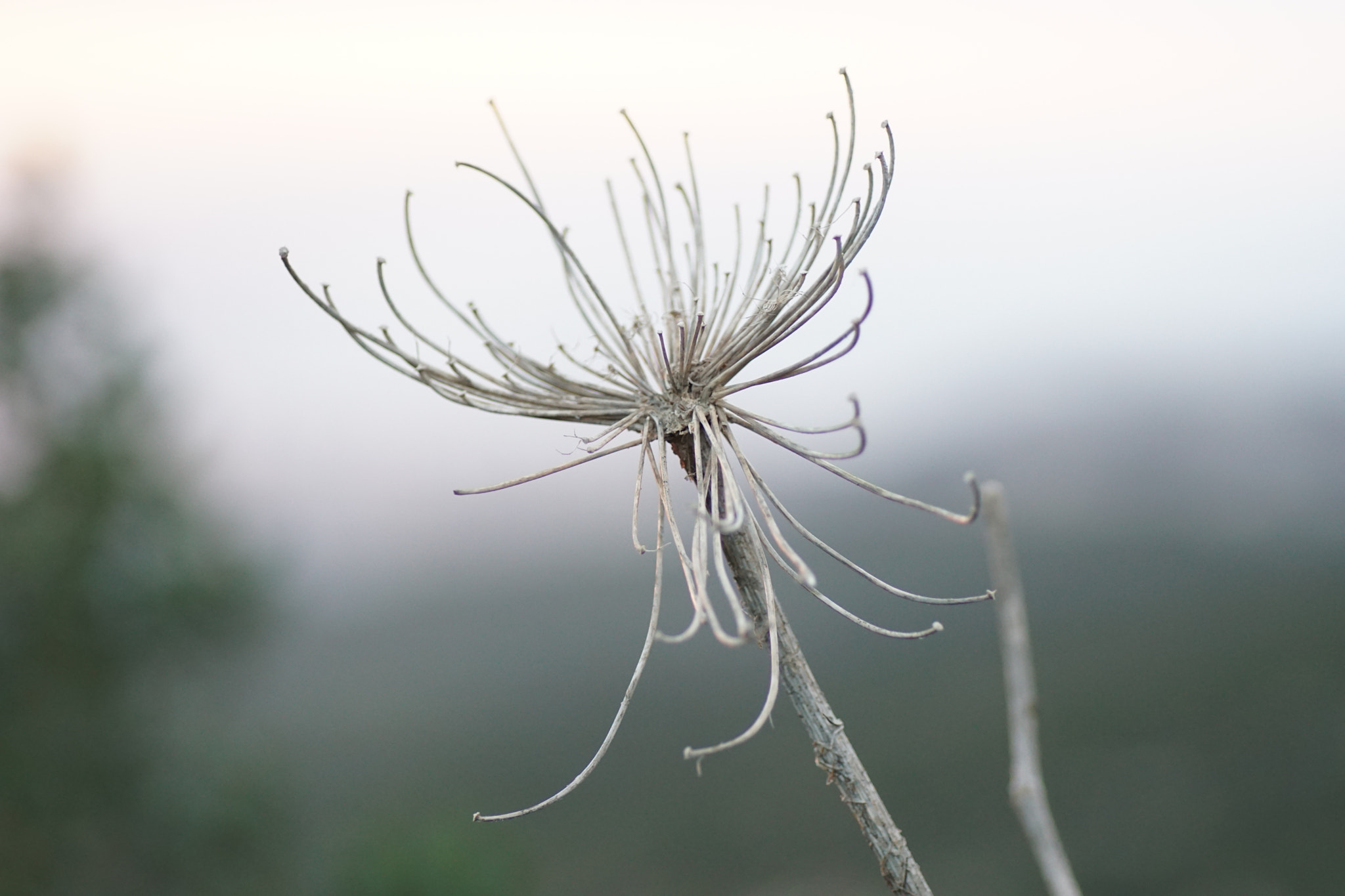 Sony a6000 + Tamron SP AF 90mm F2.8 Di Macro sample photo. Winter flower photography