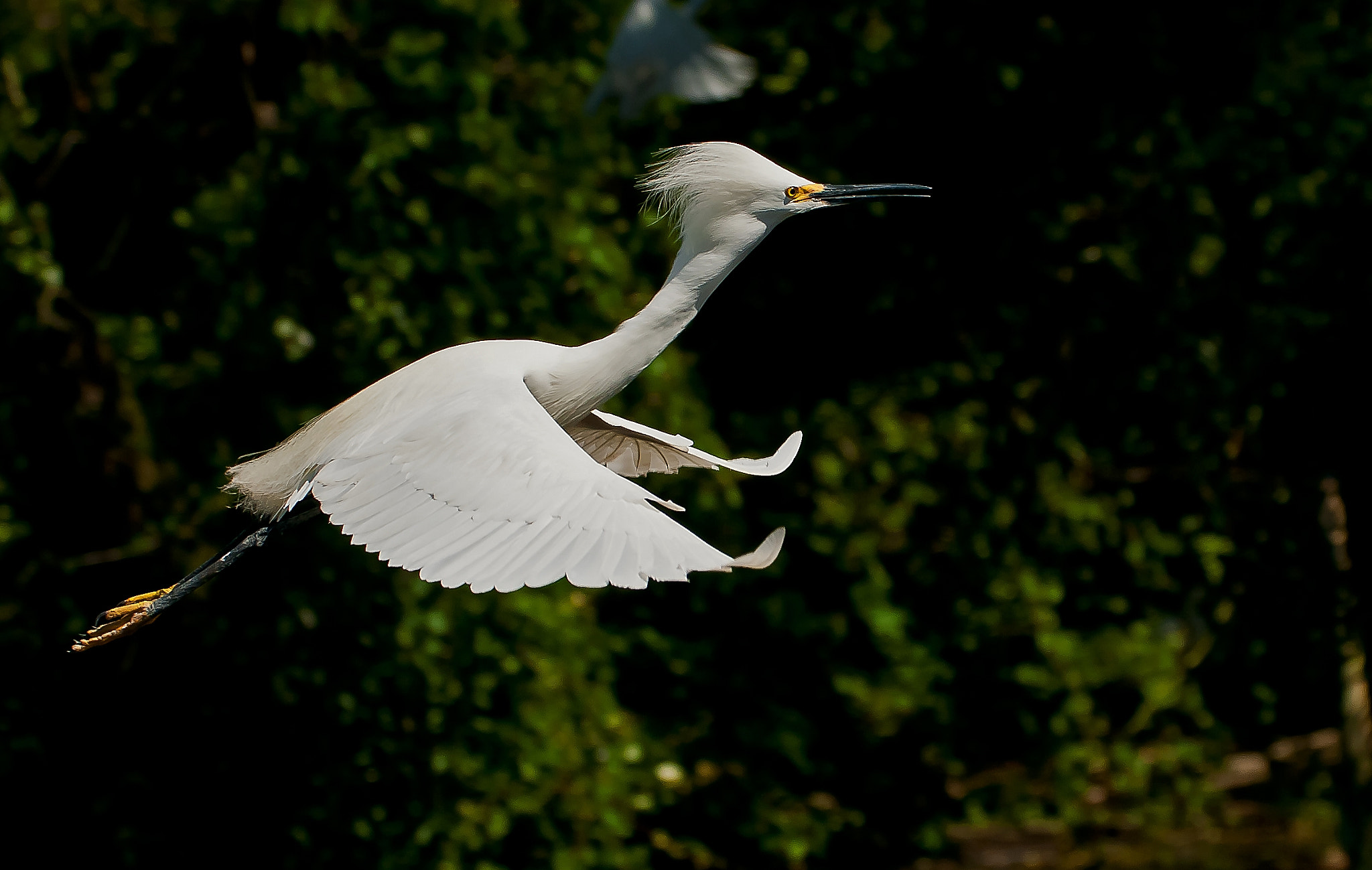 Sigma 50-500mm F4.5-6.3 DG OS HSM sample photo. Snowy white egret in flight photography