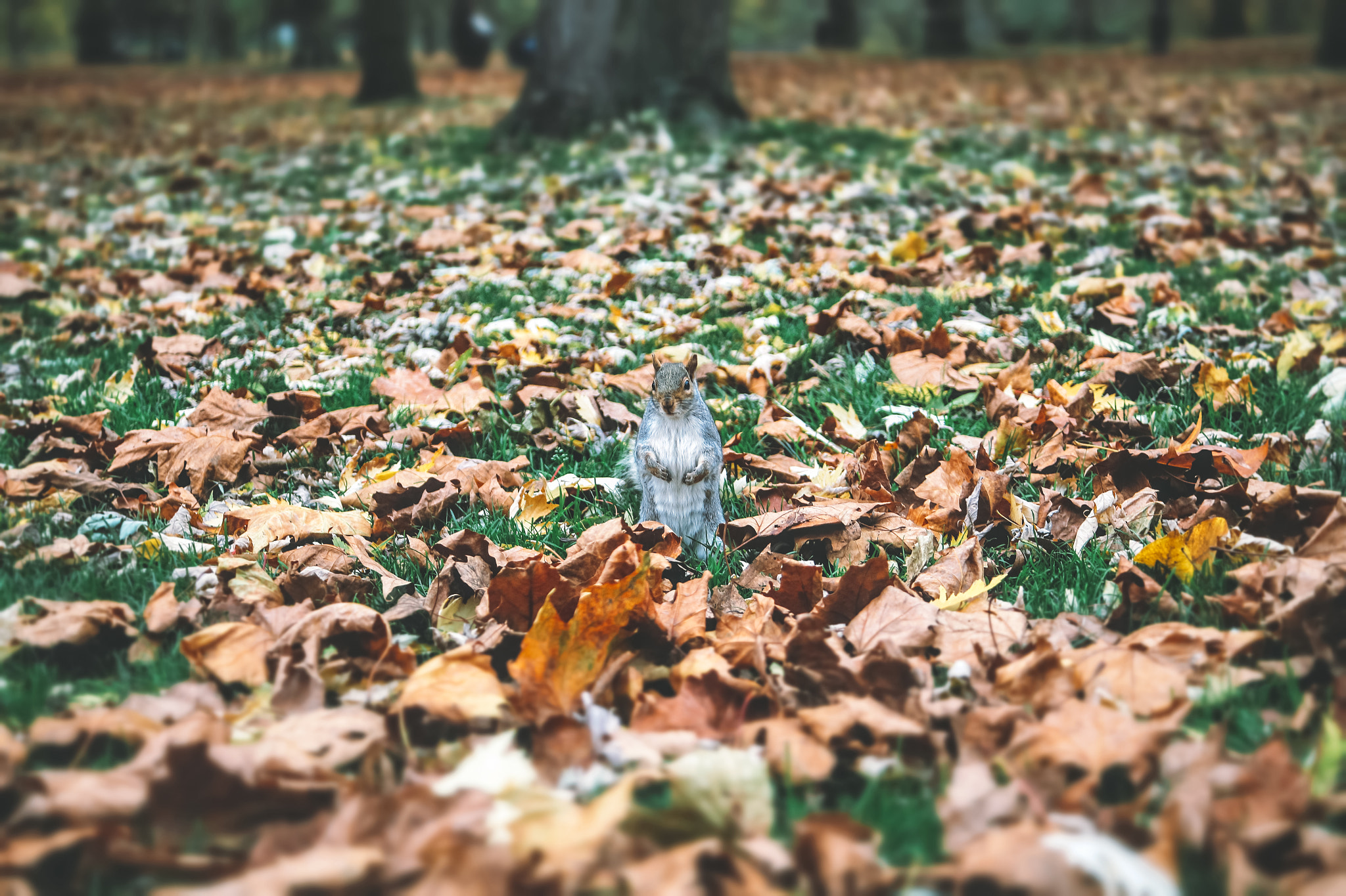 Canon EOS 6D + Canon EF 28-70mm f/3.5-4.5 sample photo. London park squirrel photography