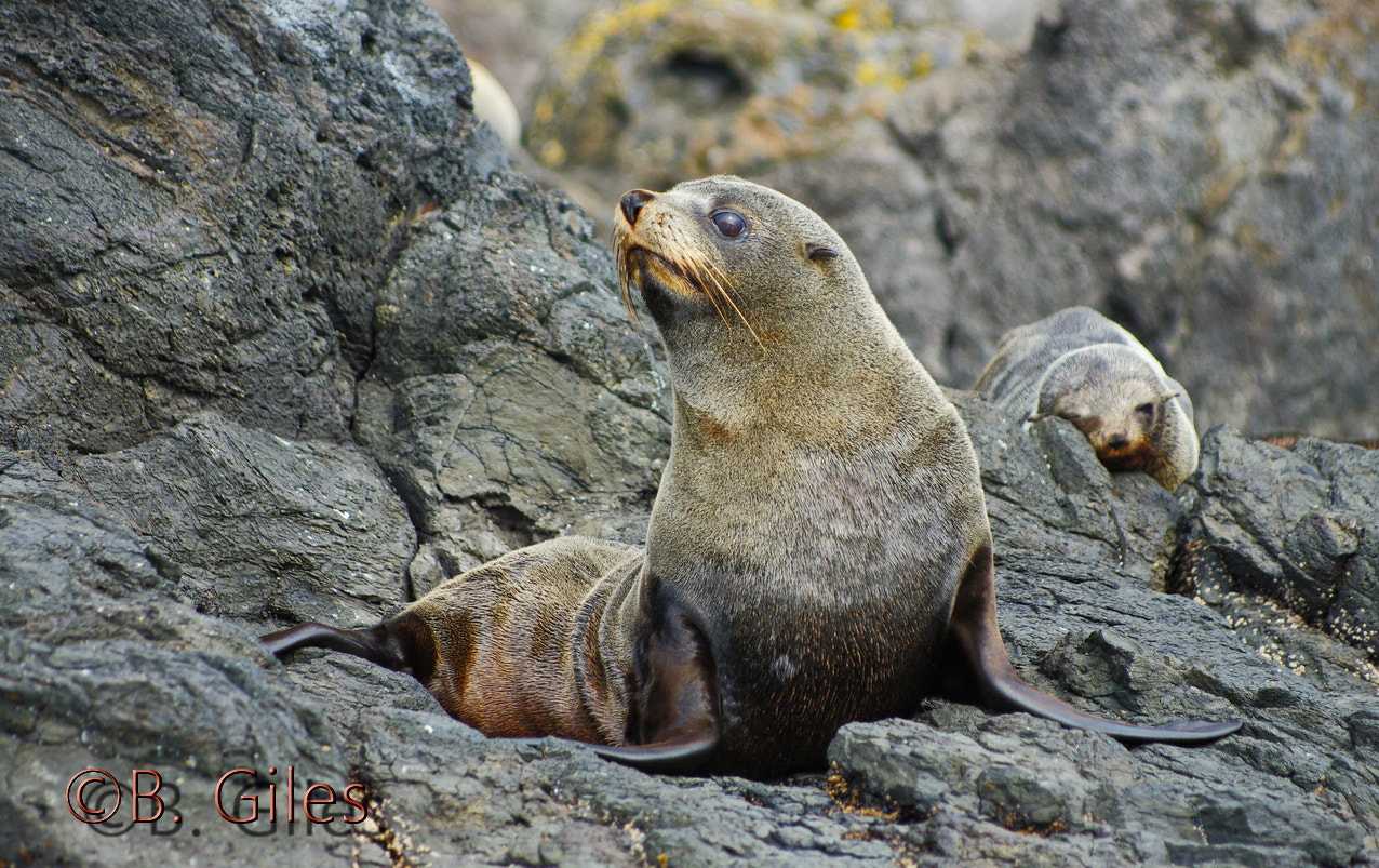 Pentax K-5 IIs + Pentax smc DA* 60-250mm F4.0 ED (IF) SDM sample photo. On watch photography