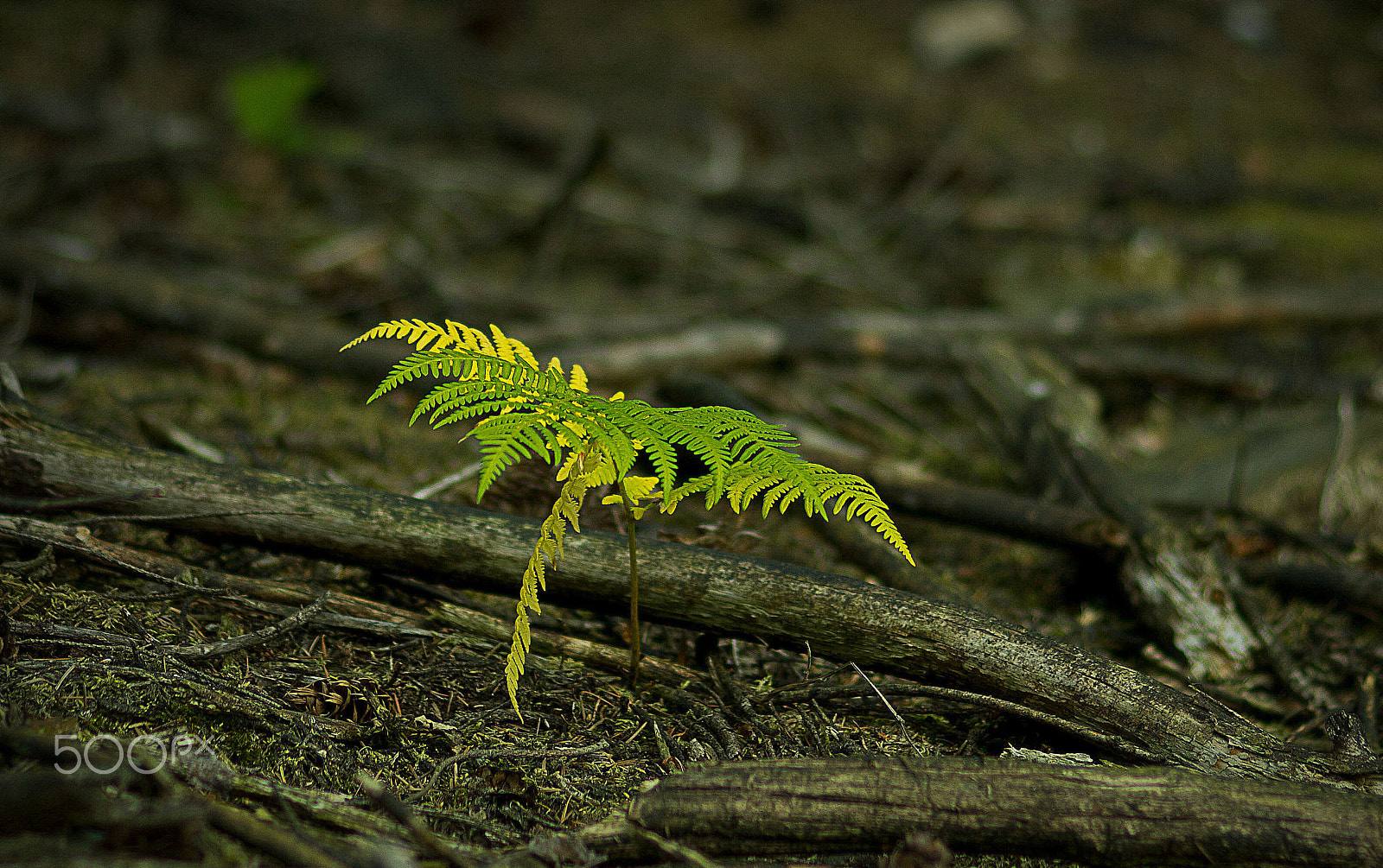 Sony 100mm F2.8 Macro sample photo. Fl25 photography