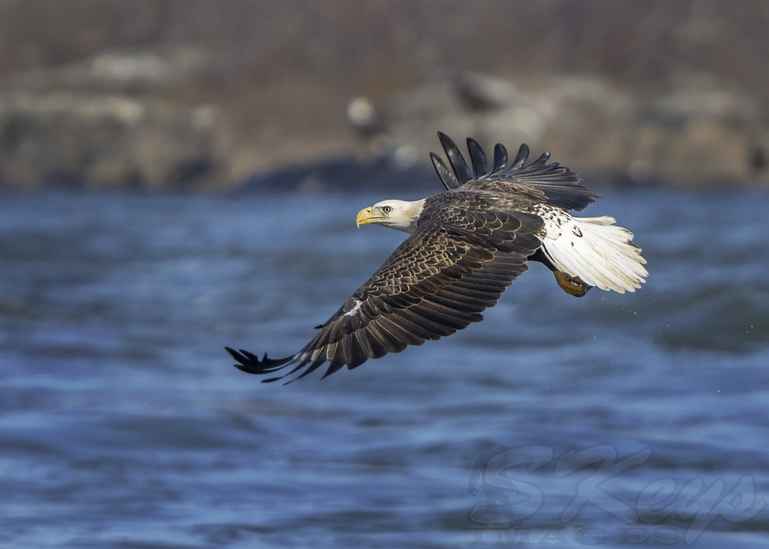 Nikon D7200 + Sigma 500mm F4.5 EX DG HSM sample photo. Peaceful (bald eagle) photography