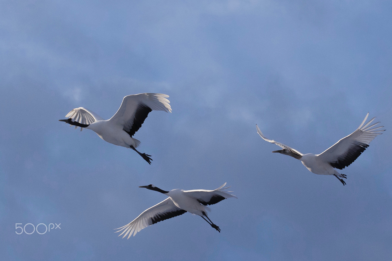 Sigma 150-600mm F5-6.3 DG OS HSM | C sample photo. In the blue sky photography