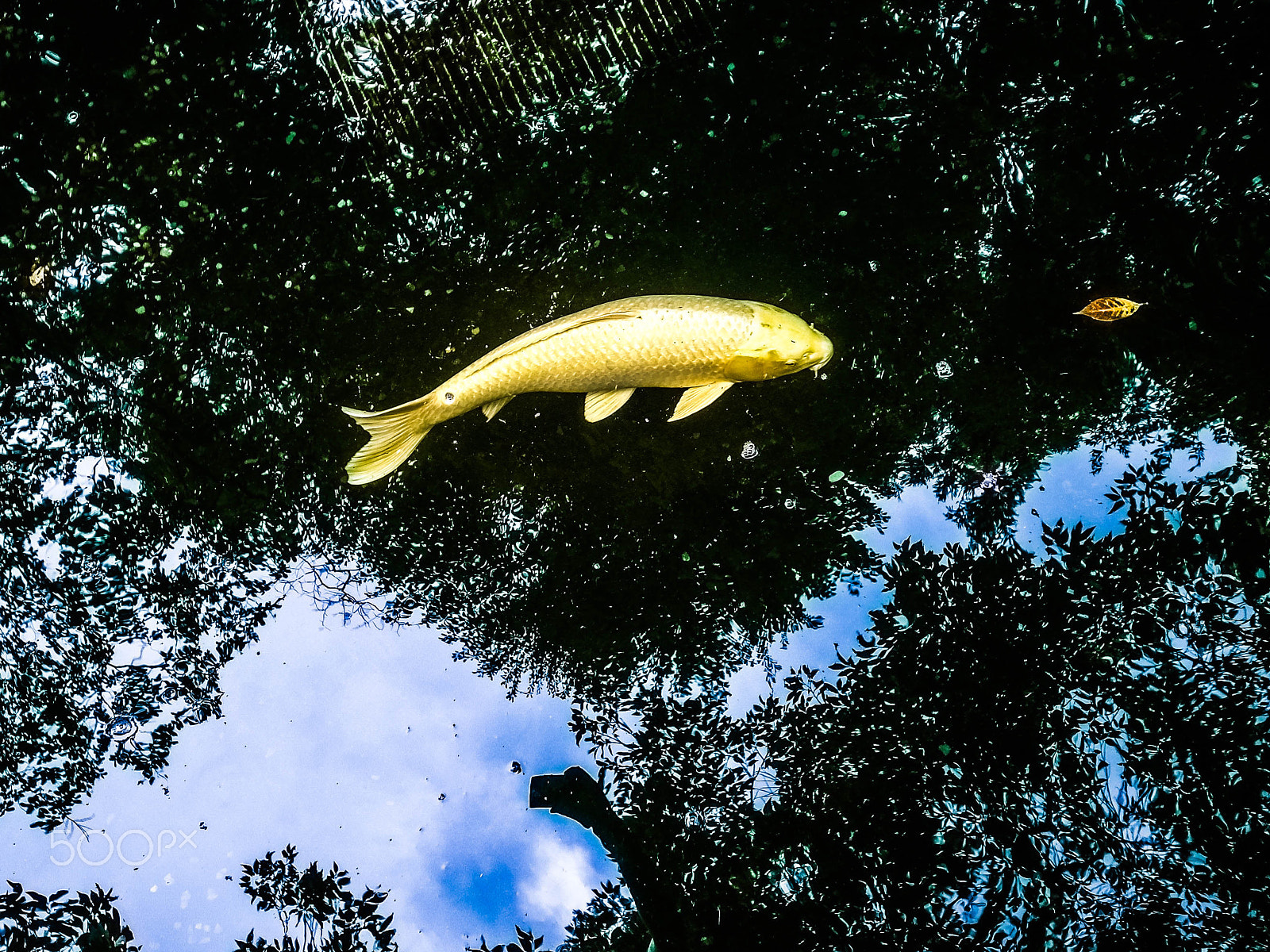 RICOH GR LENS sample photo. Golden carp in japan. ise shrine. photography