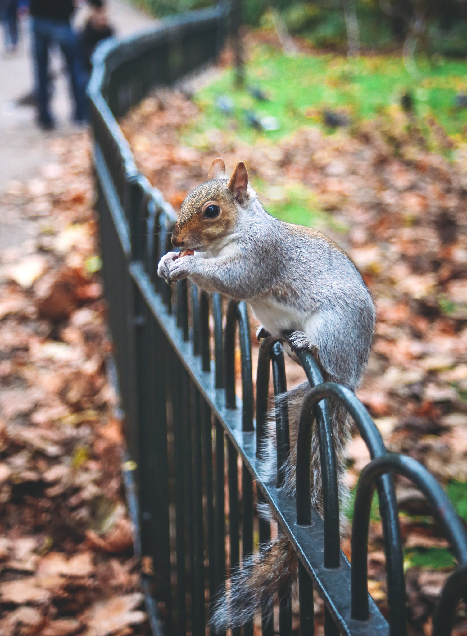Canon EF 28-70mm f/3.5-4.5 sample photo. Squirrel eating on the fence photography