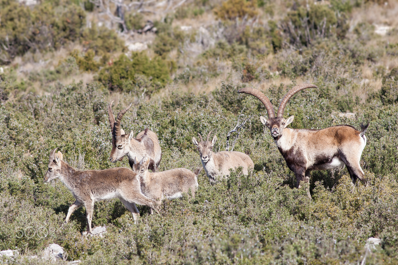 Canon EOS 5D Mark II + Canon EF 400mm F5.6L USM sample photo. Wild goats photography