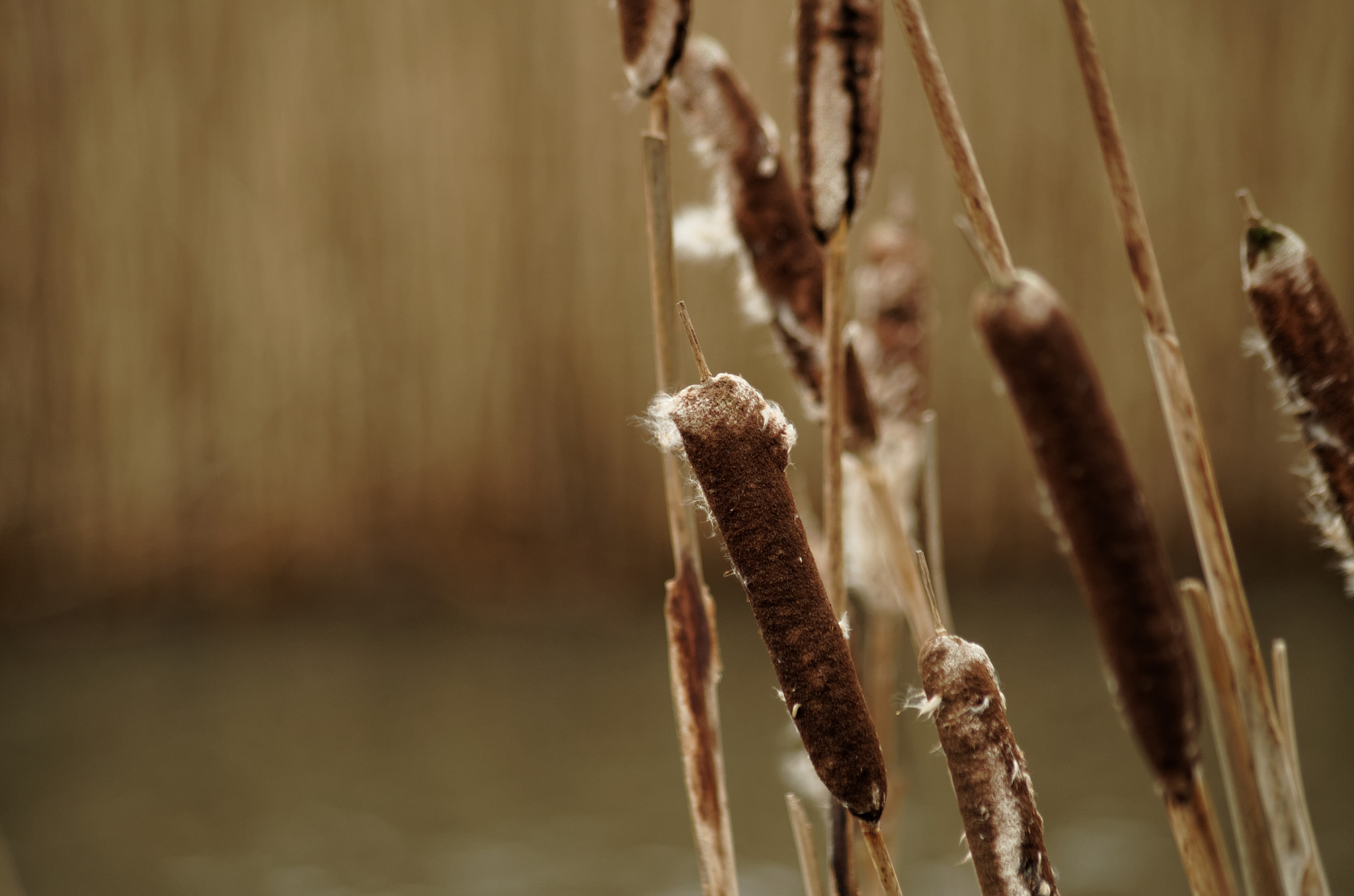 Pentax smc DA 55-300mm F4.0-5.8 ED sample photo. Reed photography