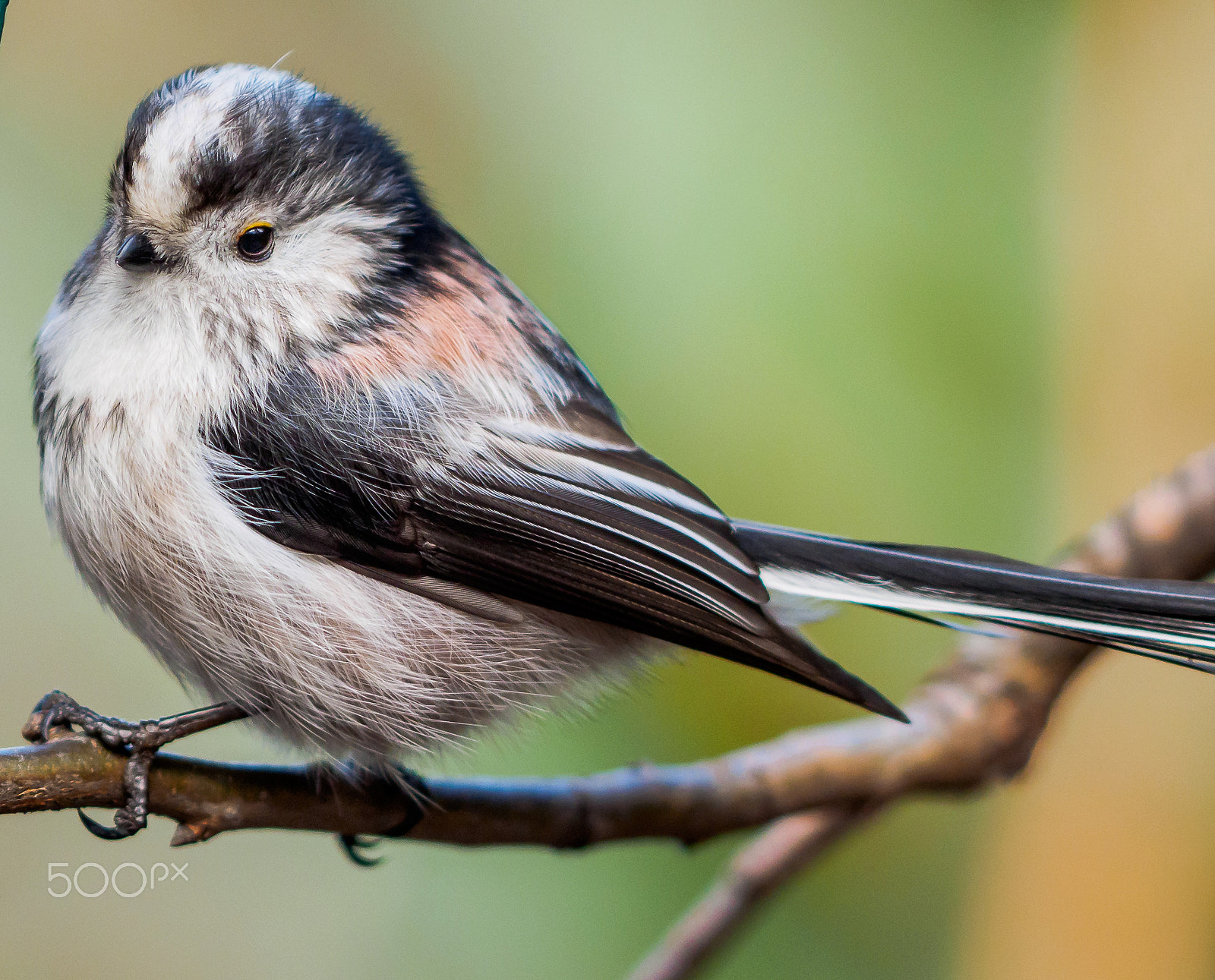 Olympus OM-D E-M1 + OLYMPUS 300mm Lens sample photo. Pretty bird photography
