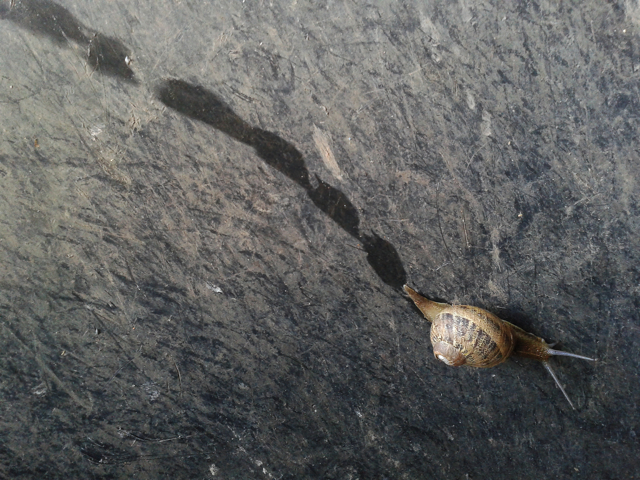 Samsung Galaxy S Advance sample photo. The path of the snail photography