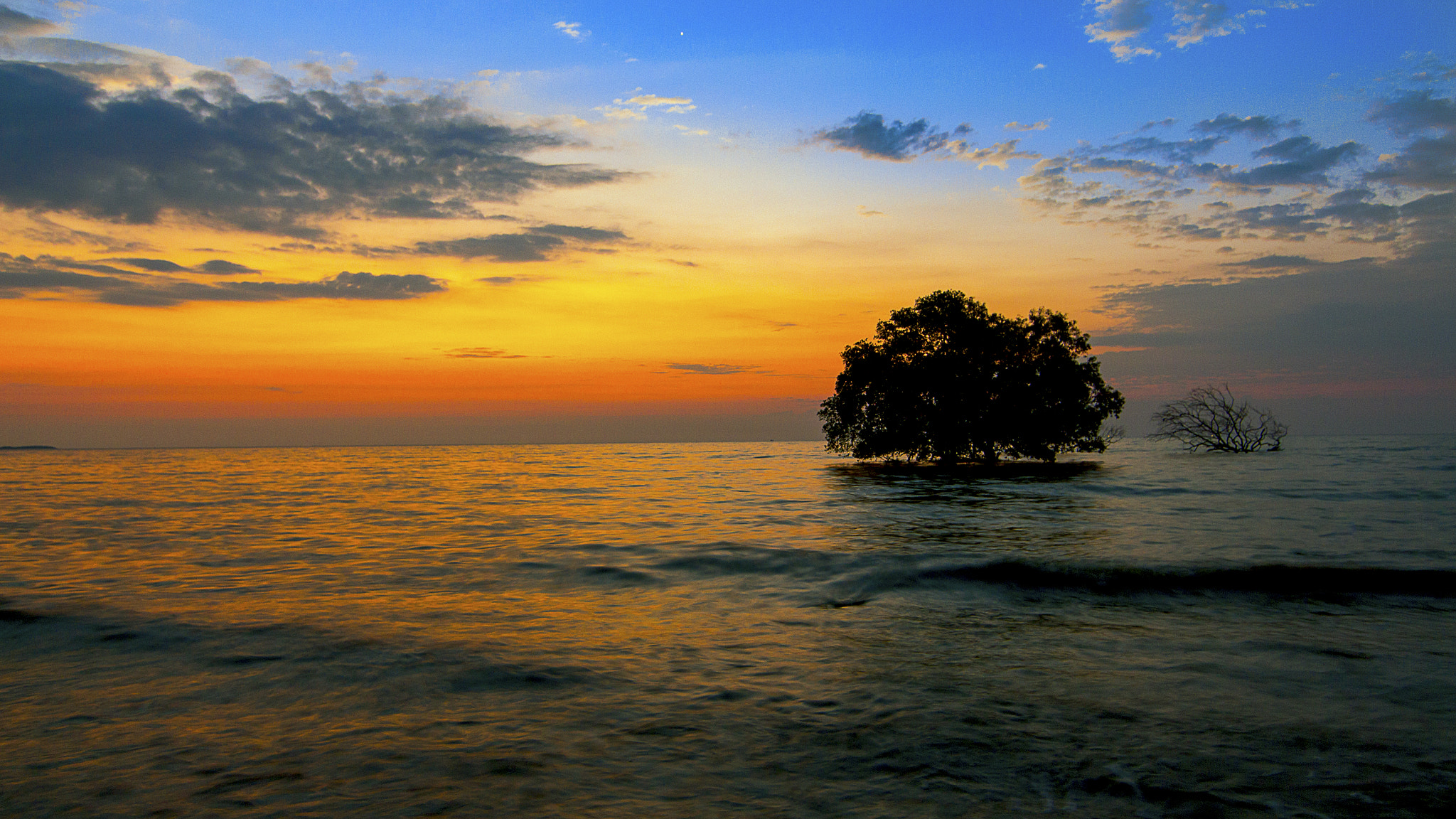 Canon EOS 650D (EOS Rebel T4i / EOS Kiss X6i) sample photo. Tree and sea photography