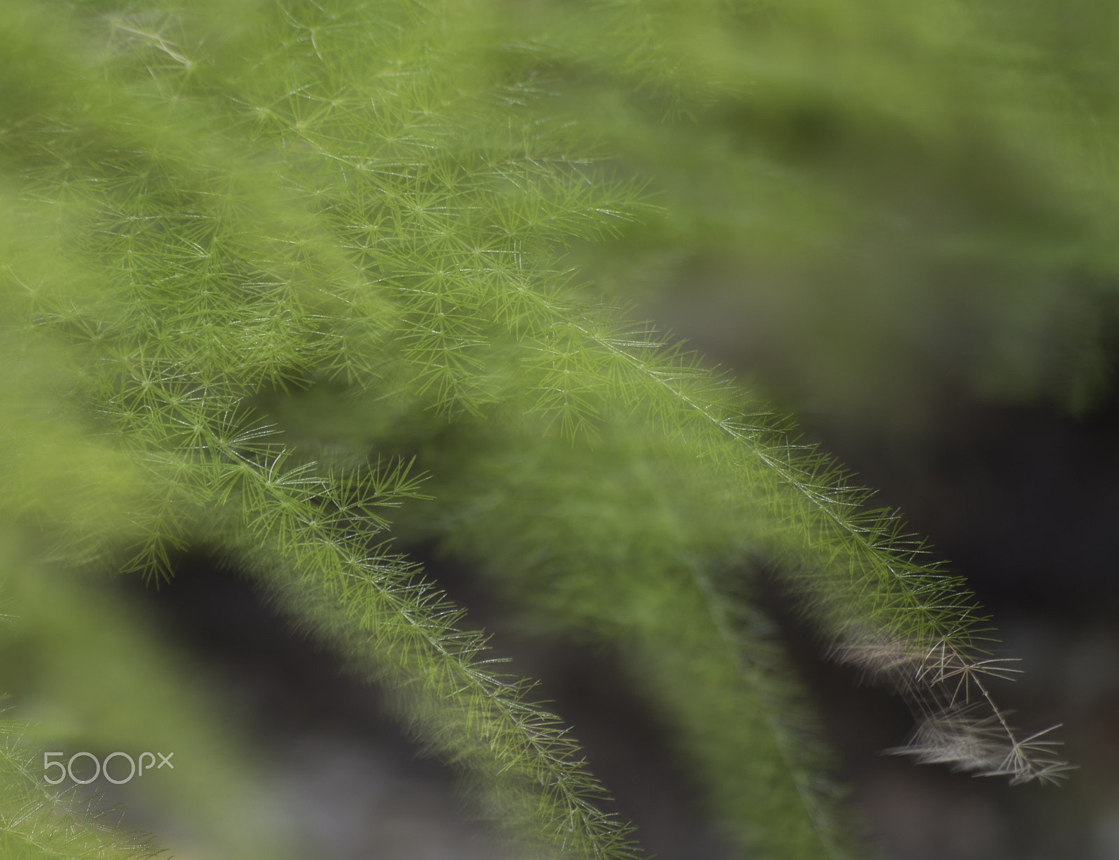 smc PENTAX-DA L 50-200mm F4-5.6 ED sample photo. Soft moving photography