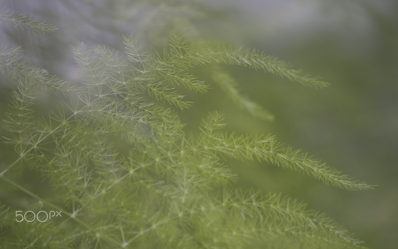 smc PENTAX-DA L 50-200mm F4-5.6 ED sample photo. Soft photography