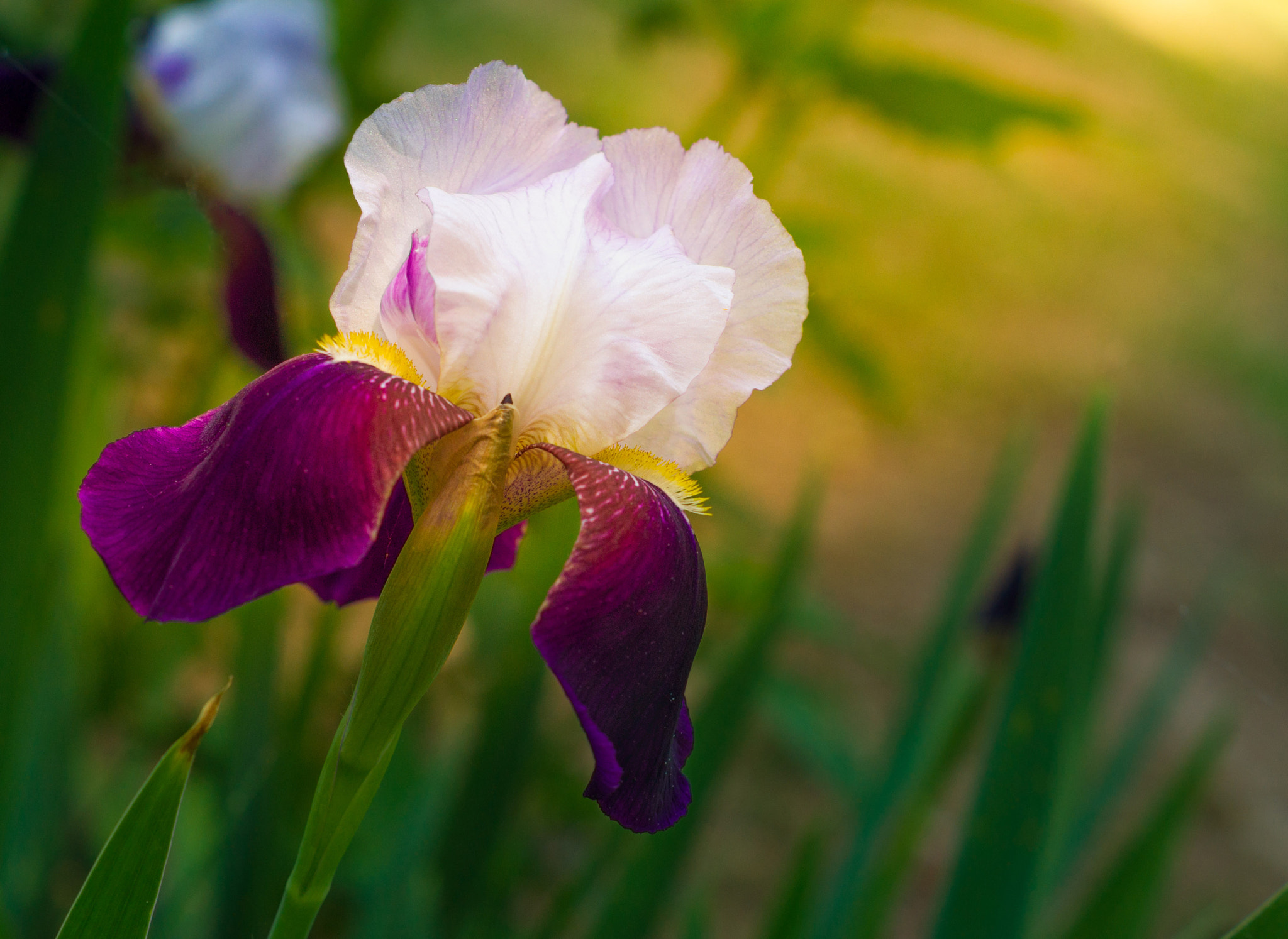 Sony Alpha DSLR-A500 + Sony DT 50mm F1.8 SAM sample photo. Summer iris photography