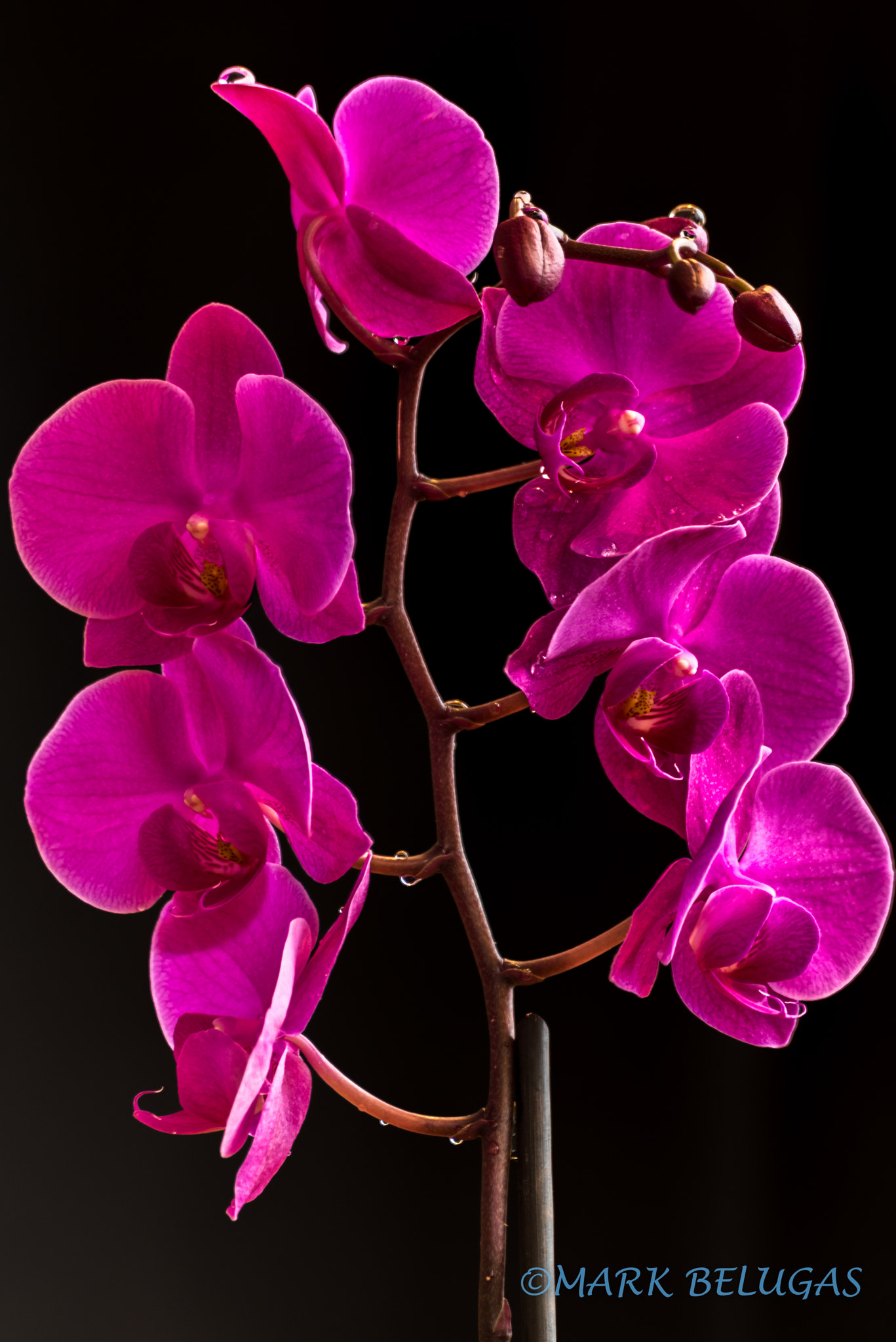 Sigma 70-300mm F4-5.6 APO DG Macro sample photo. Purple orchids and water drops photography