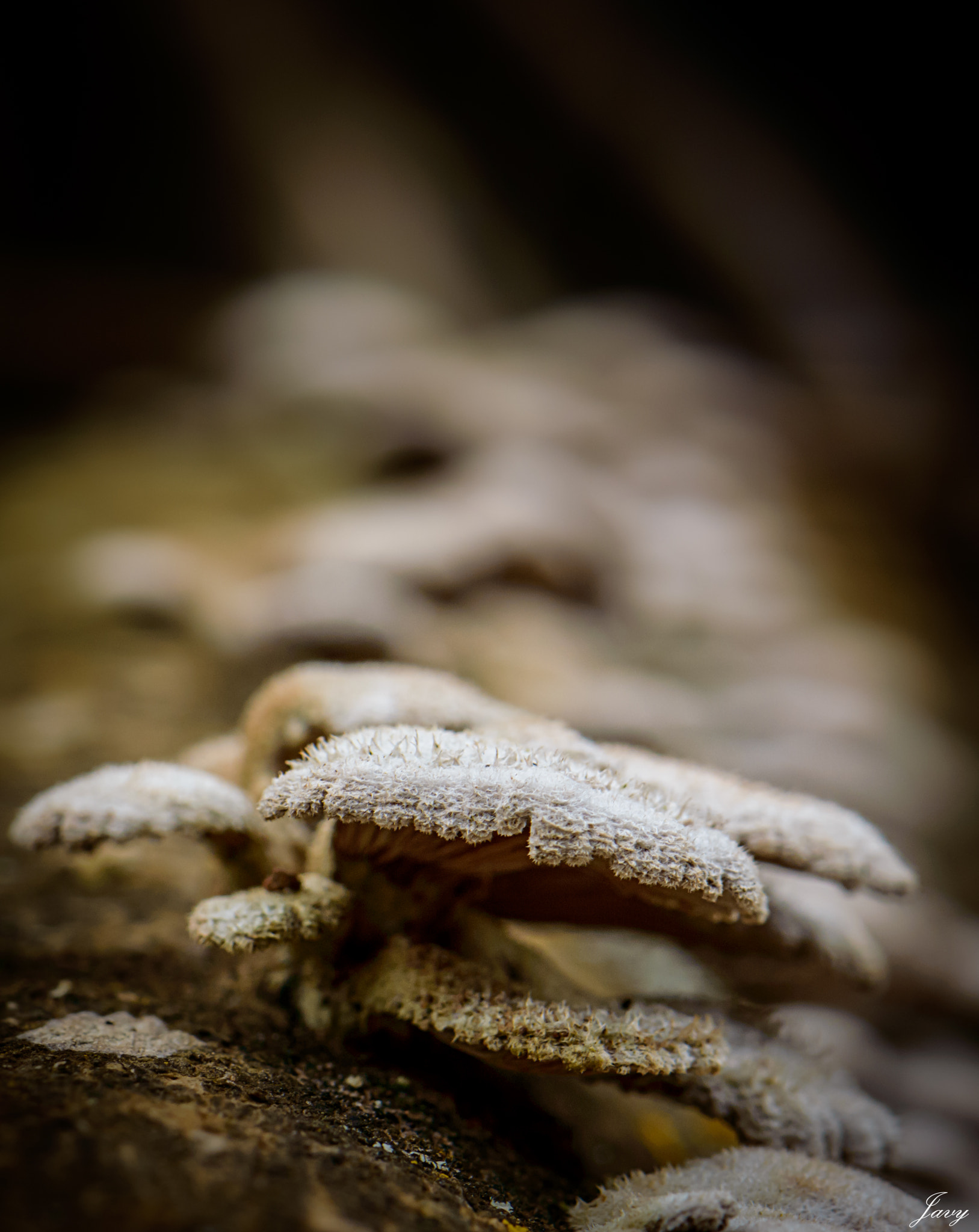 Nikon AF-S DX Micro-Nikkor 85mm F3.5G ED VR sample photo. The small world of the forest photography