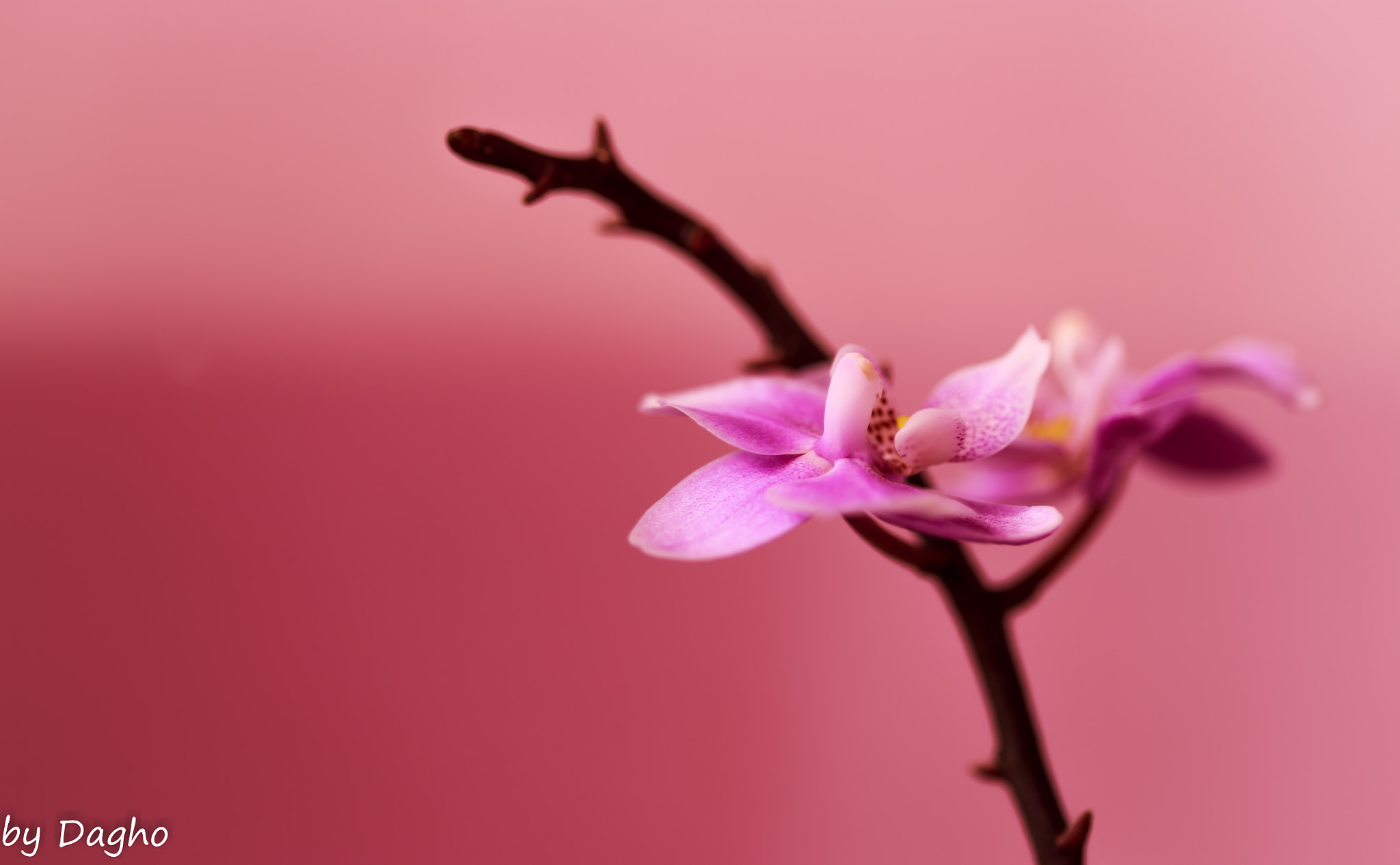 Canon EOS 6D + Canon EF 100mm F2.8 Macro USM sample photo. Orchidee photography