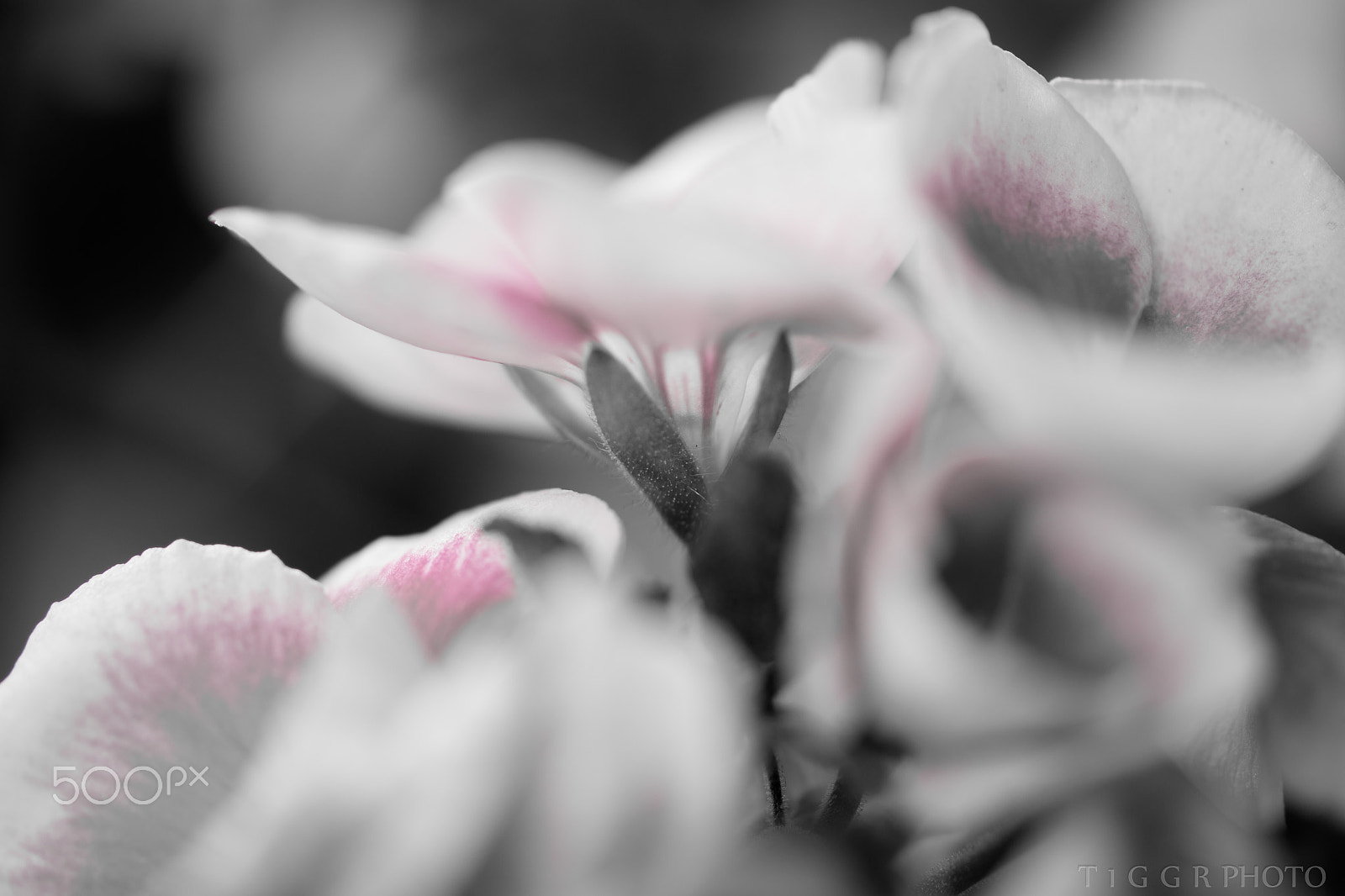 Samsung NX30 + Samsung NX 60mm F2.8 Macro ED OIS SSA sample photo. Hint of pink photography