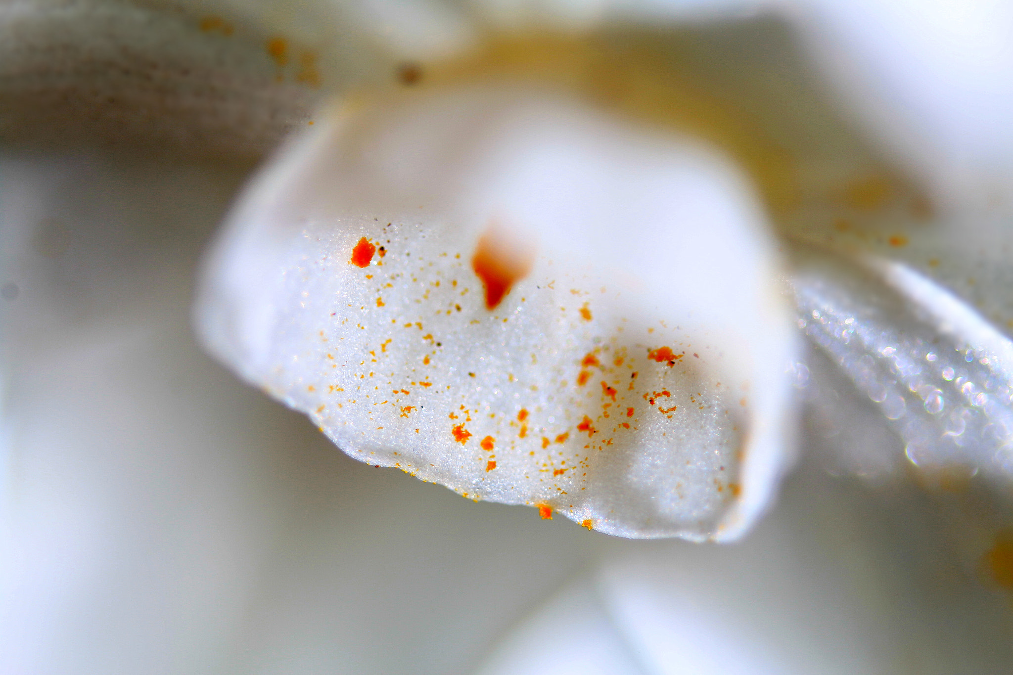 Sigma 150mm f/2.8 EX DG OS HSM APO Macro sample photo. Come bee....come photography