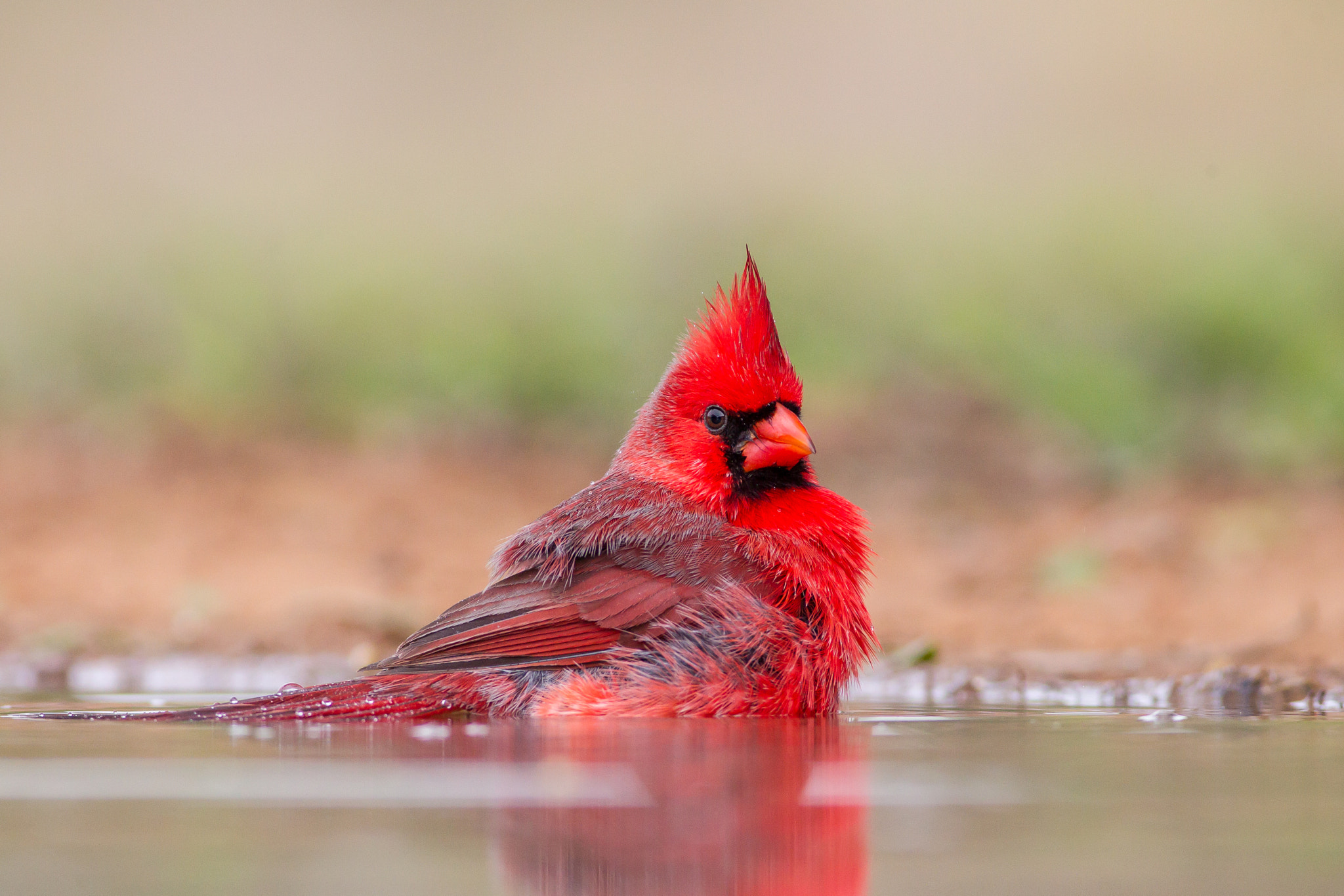Canon EOS-1D Mark IV + Canon EF 400mm F5.6L USM sample photo. Northern cardinal photography