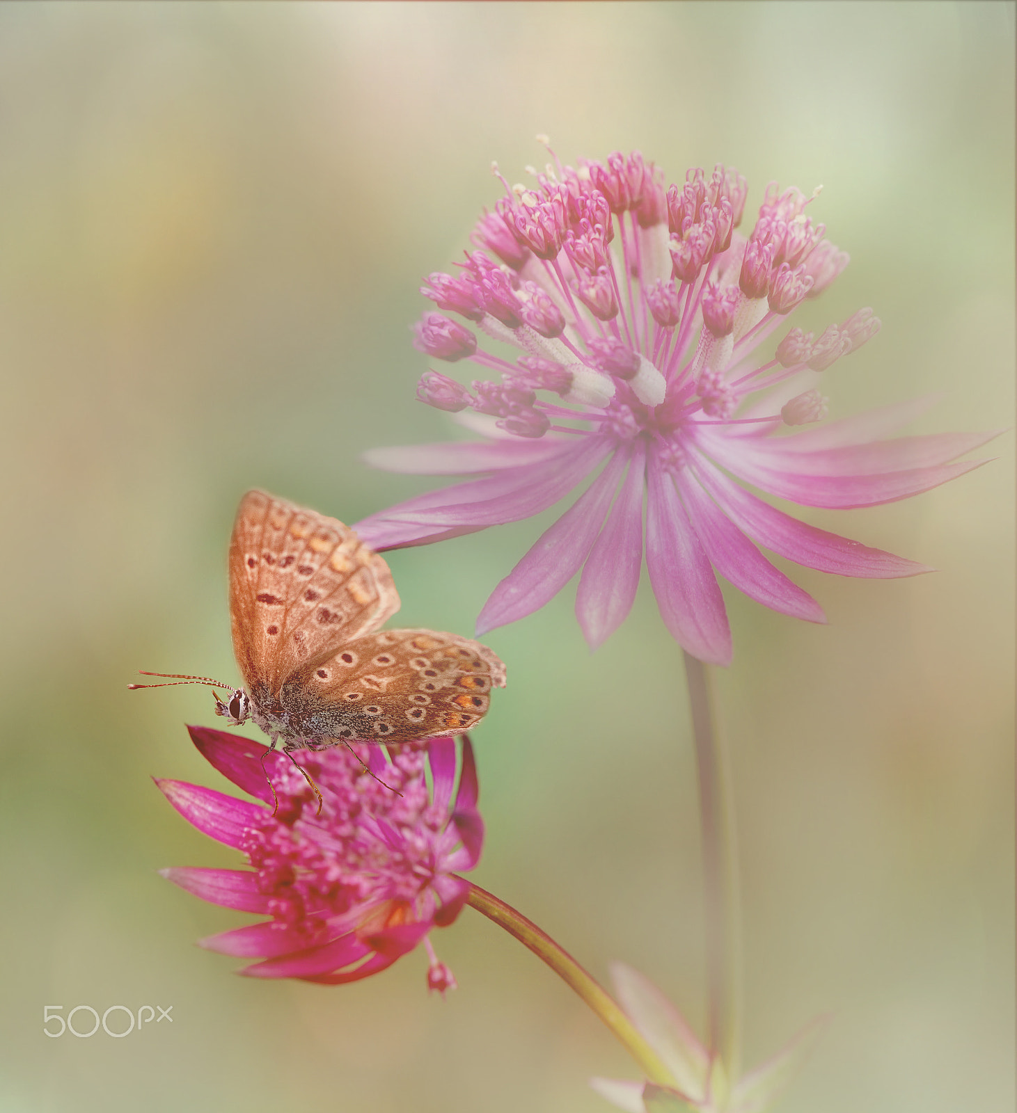 Canon EOS 30D + Canon EF 100mm F2.8 Macro USM sample photo. Little butterfly photography