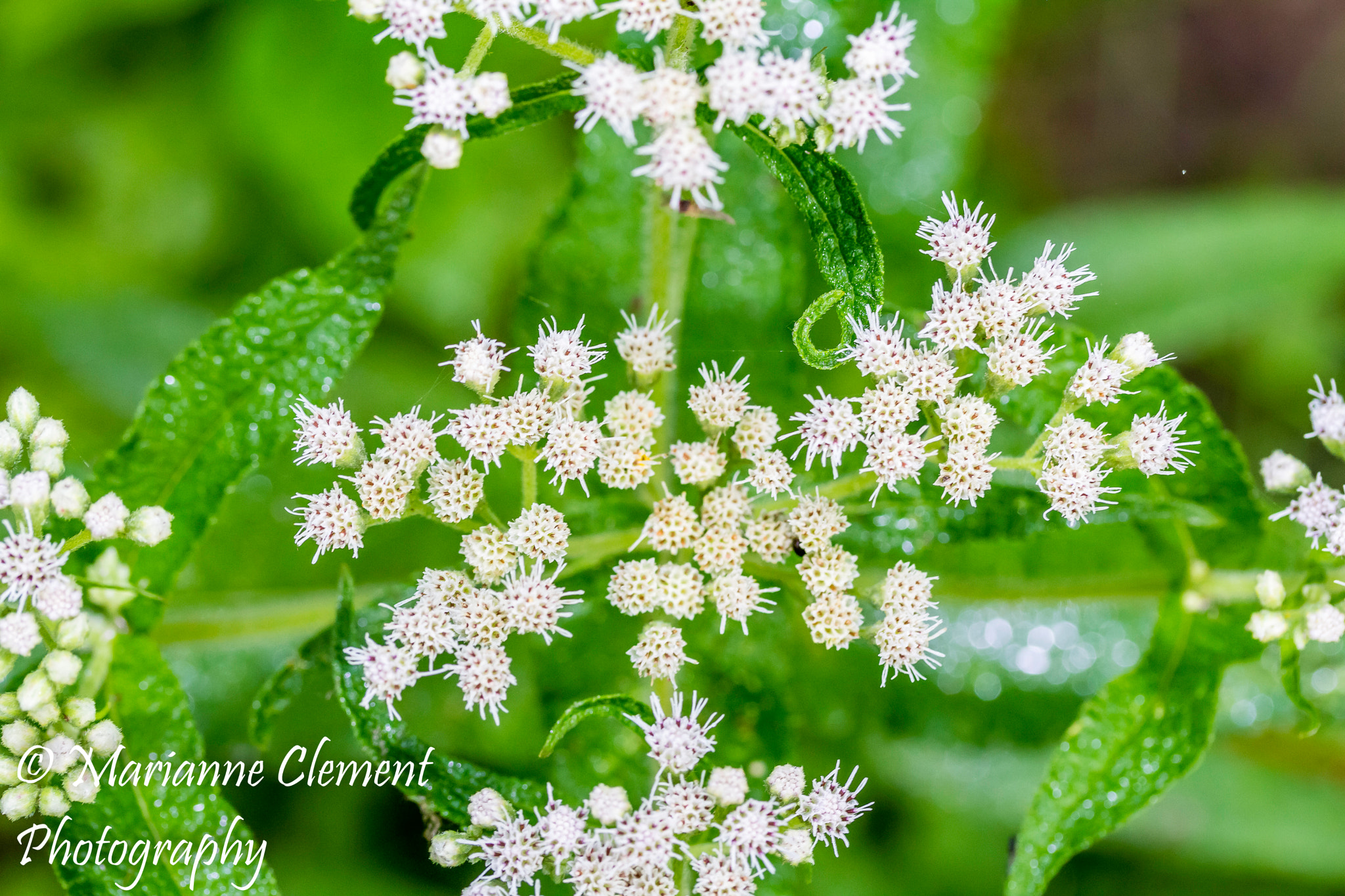 Canon EF-S 60mm F2.8 Macro USM sample photo. The dance of the flowers photography