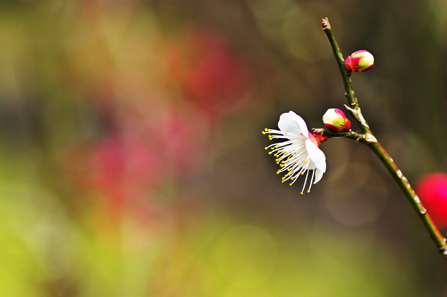 Pentax K20D + Tamron SP AF 90mm F2.8 Di Macro sample photo. White plum blossom 3 photography