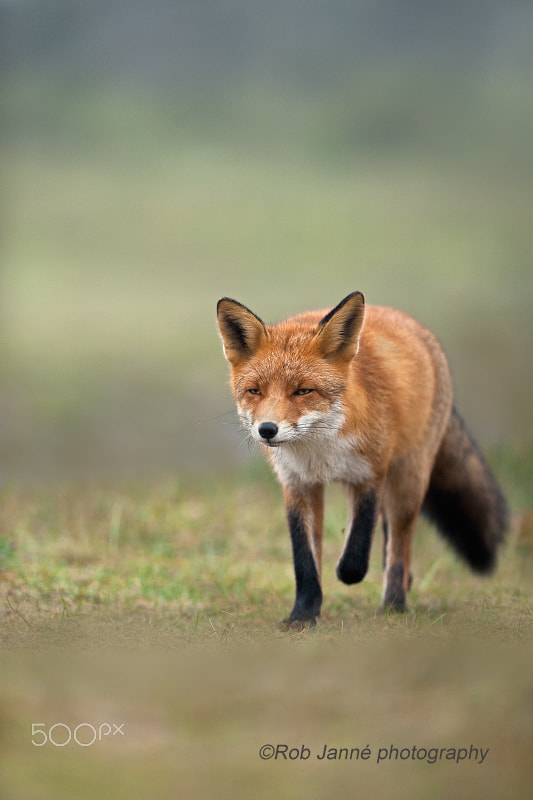 Nikon AF-S Nikkor 300mm F2.8G ED VR II sample photo. Juvenile fox photography