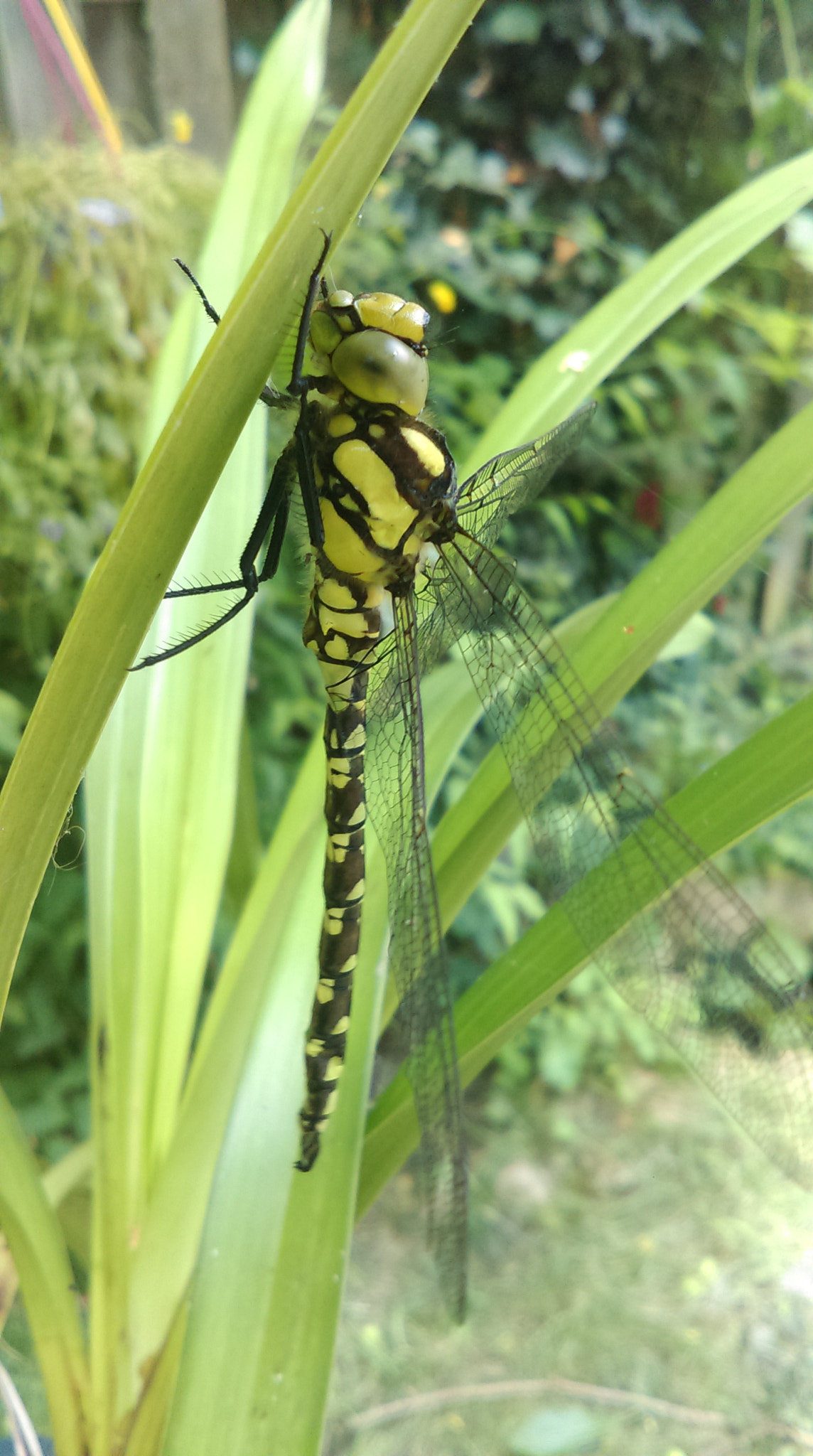 HTC DESIRE 610 sample photo. Dragonfly photography