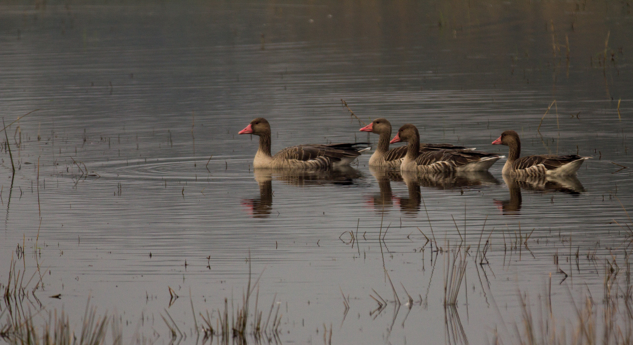 Canon EOS 60D + Canon EF 70-200mm F2.8L IS II USM sample photo. Greylag geese photography