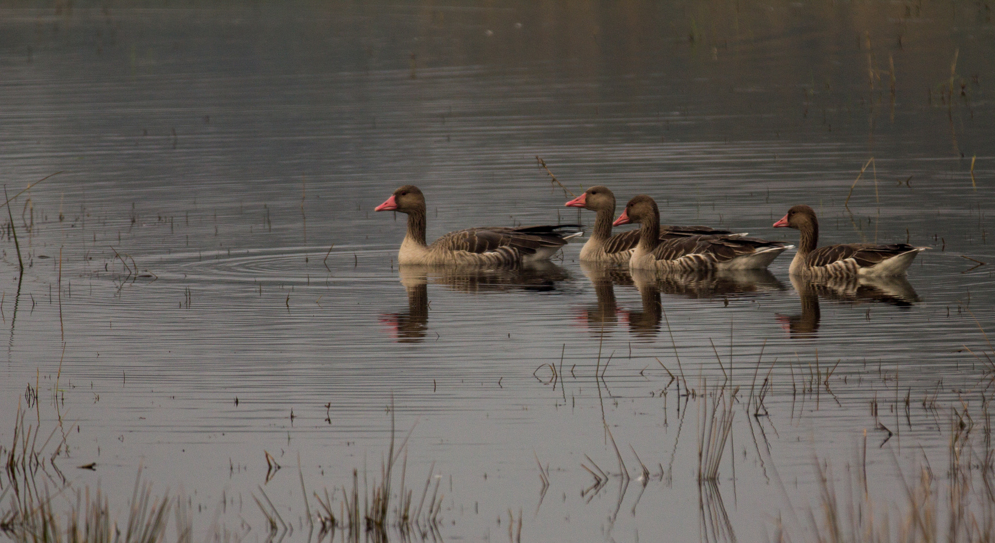 Canon EF 70-200mm F2.8L IS II USM sample photo. Greylag geese photography