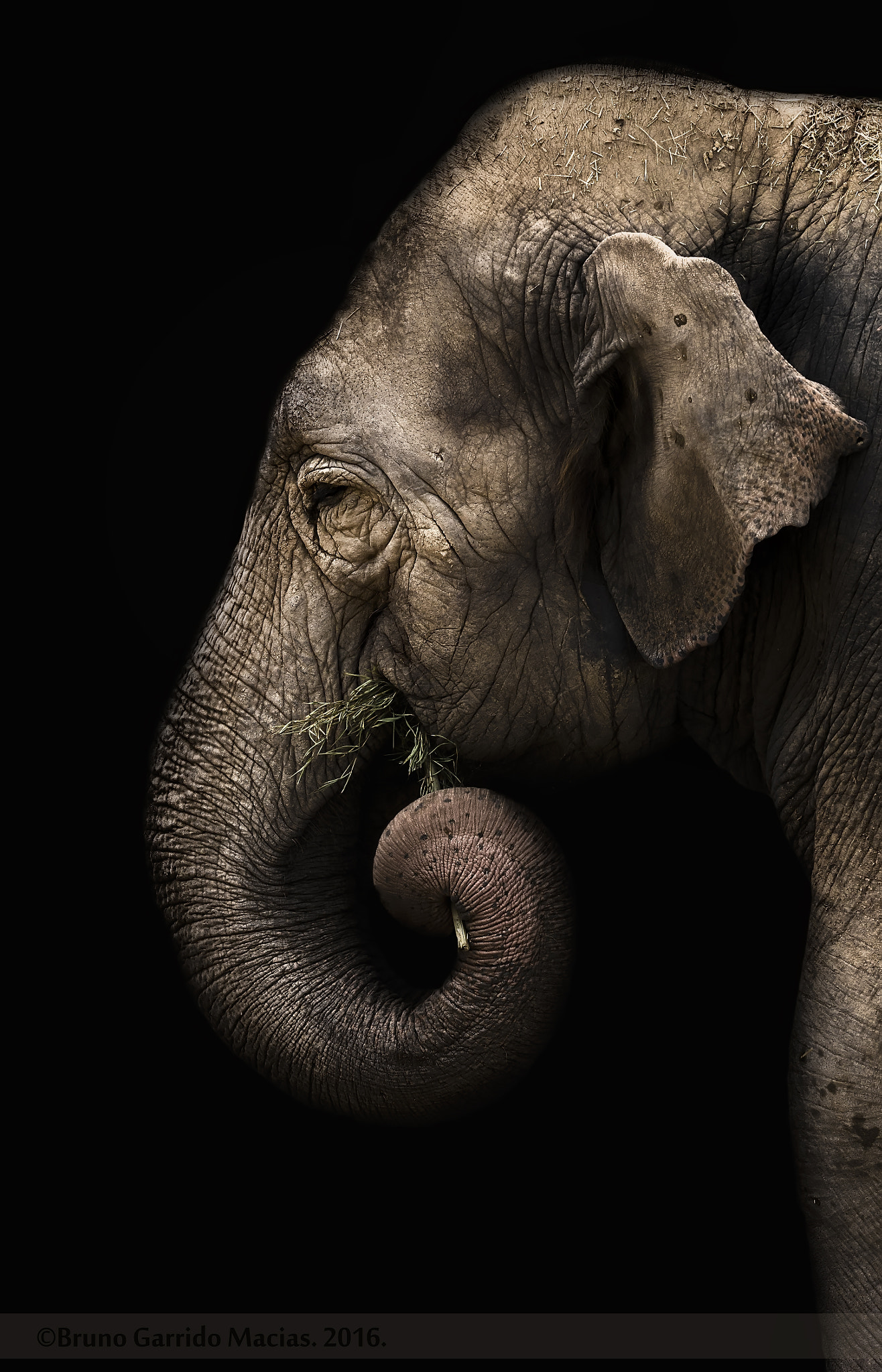 Sigma 150mm f/2.8 EX DG OS HSM APO Macro sample photo. Elephant photography