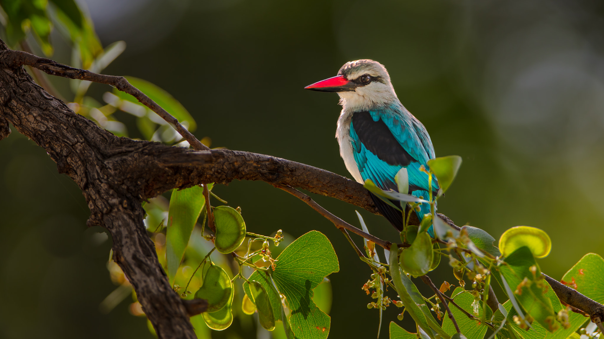 Canon EF 400mm F2.8L IS II USM sample photo. Woodland kingfisher photography