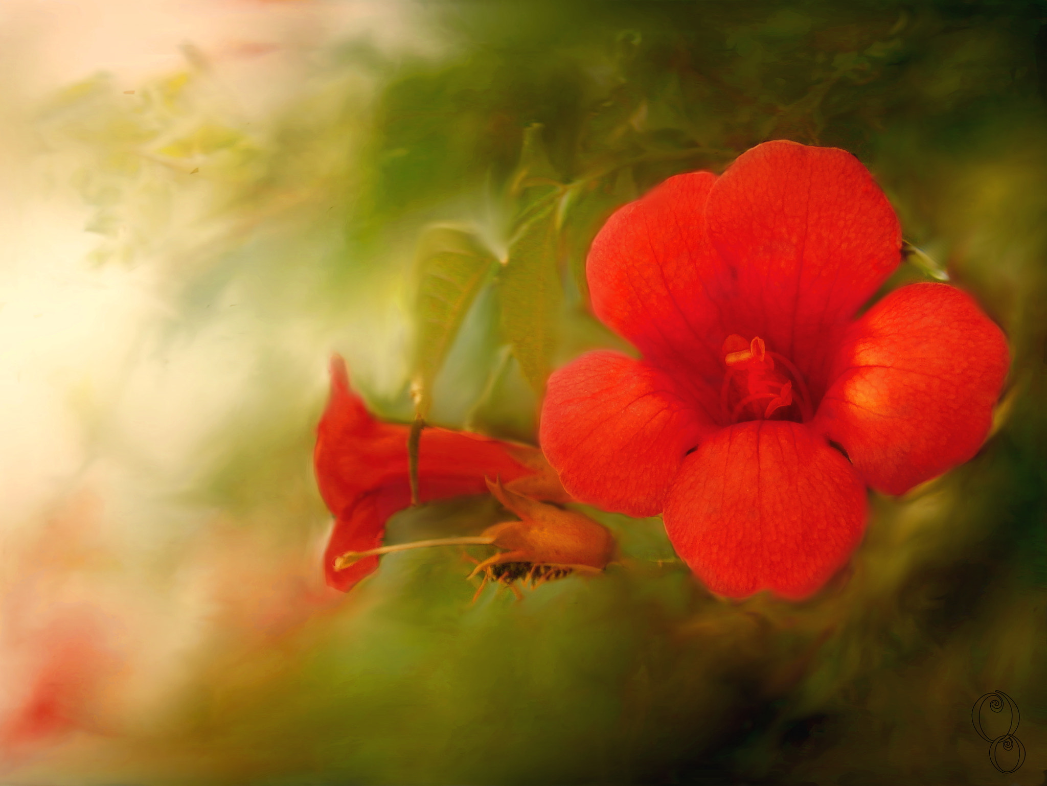 Olympus VG145,VG140,D715 sample photo. Orange flowers photography