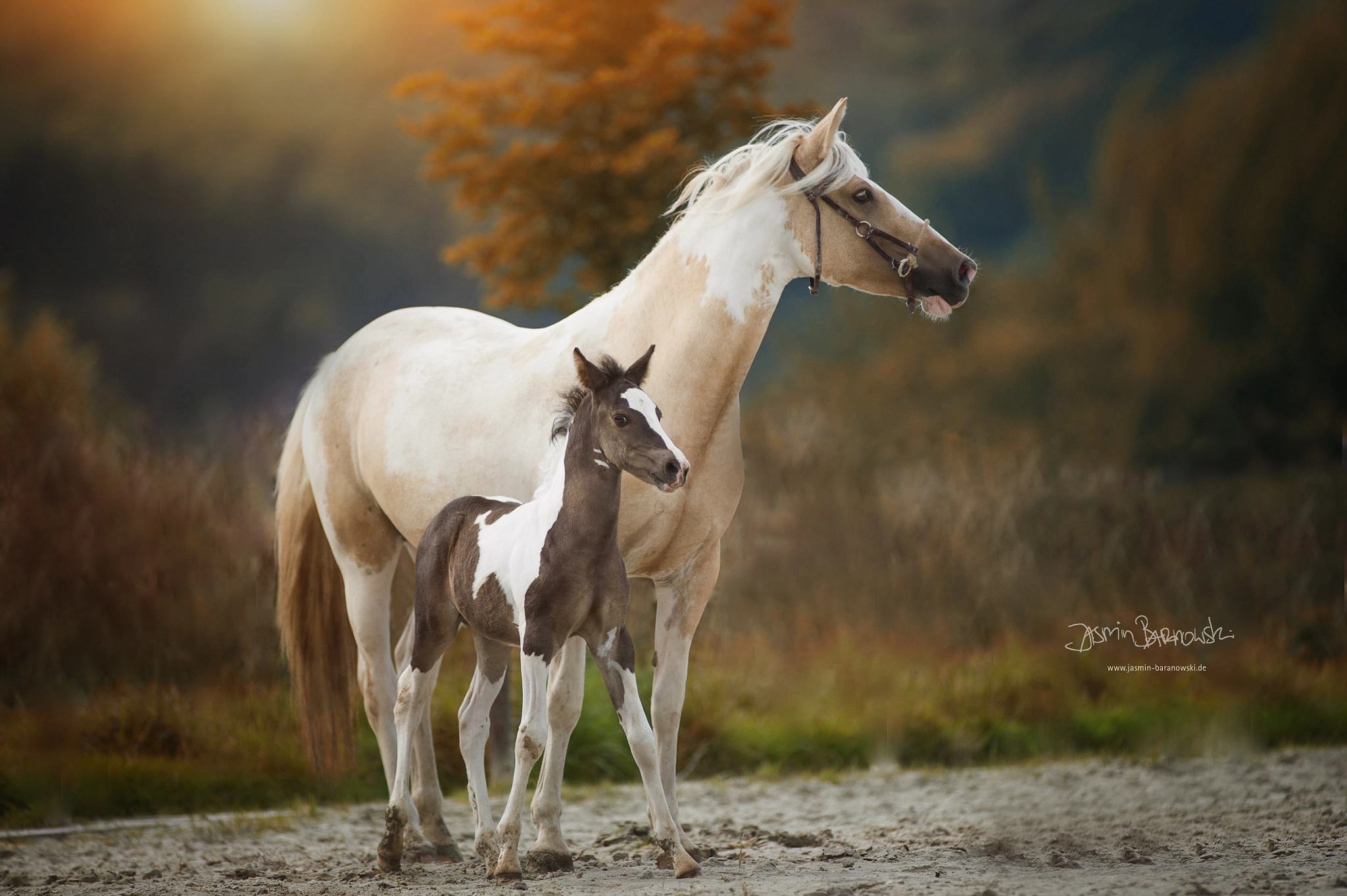 Nikon AF-S Nikkor 300mm F2.8G ED VR II sample photo. Mother love photography