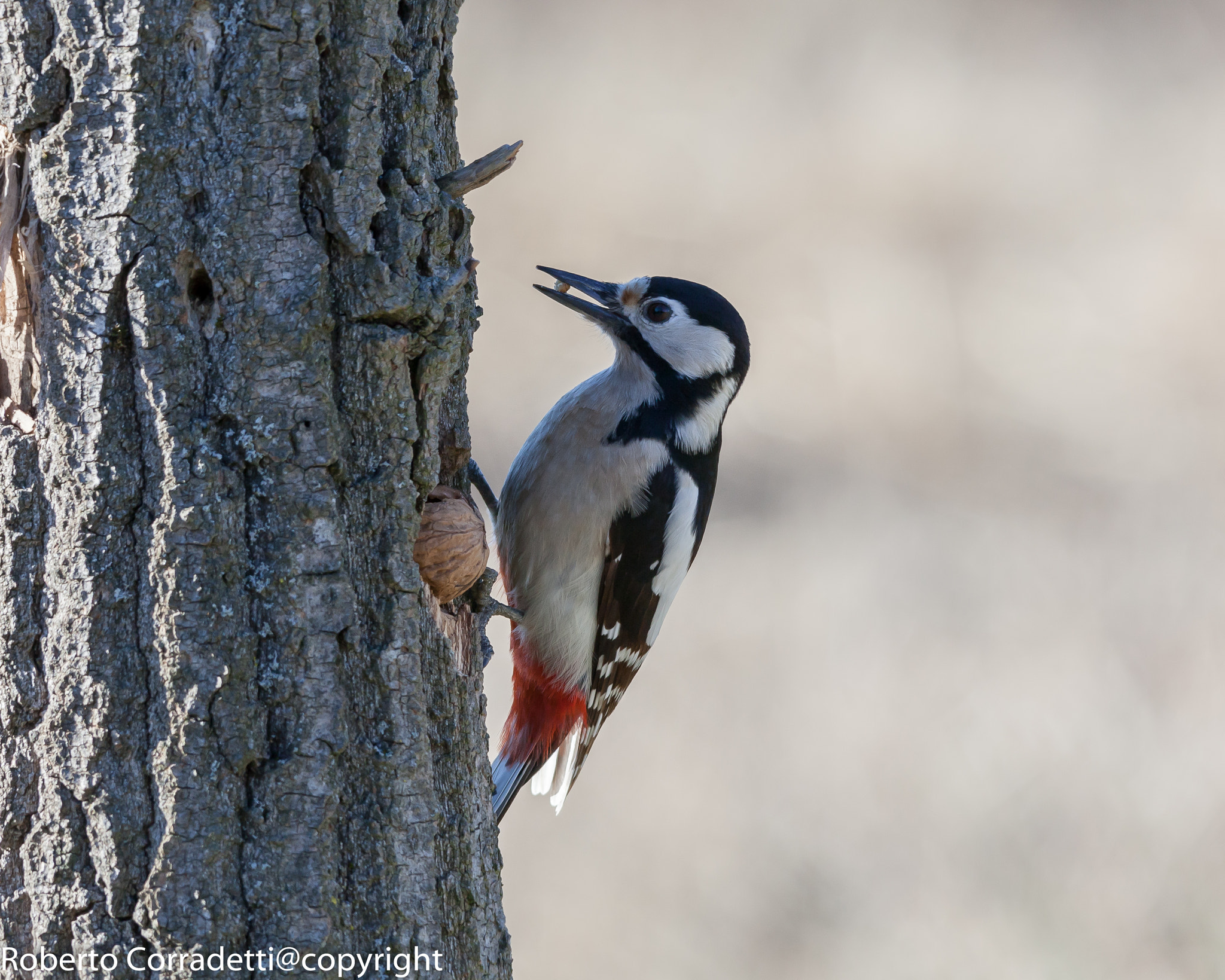 Sigma 150-500mm F5-6.3 DG OS HSM sample photo. Picchio rosso photography